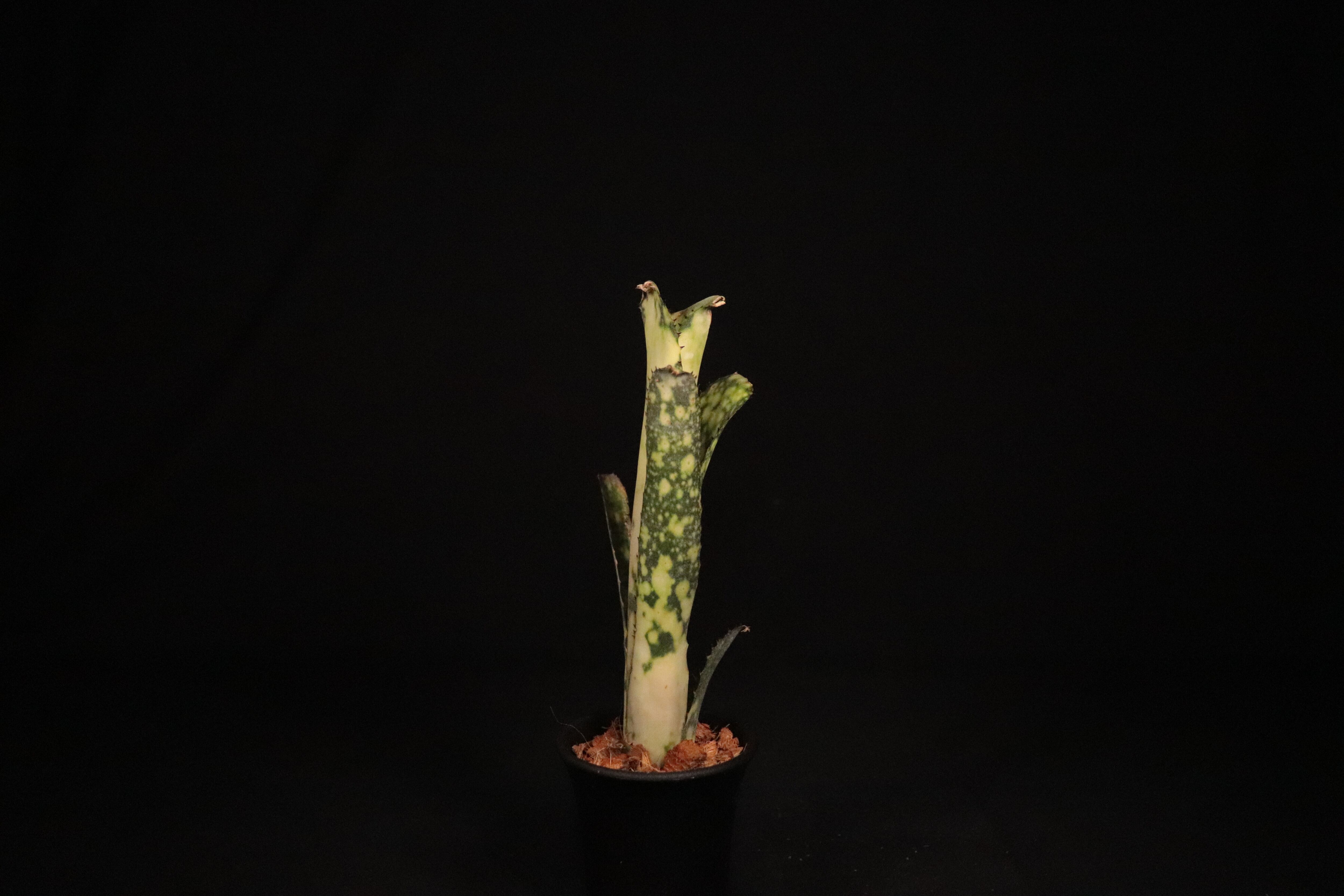 送料無料】Billbergia 'Bravo'〔ビルベルギア〕現品発送B0075 | plane