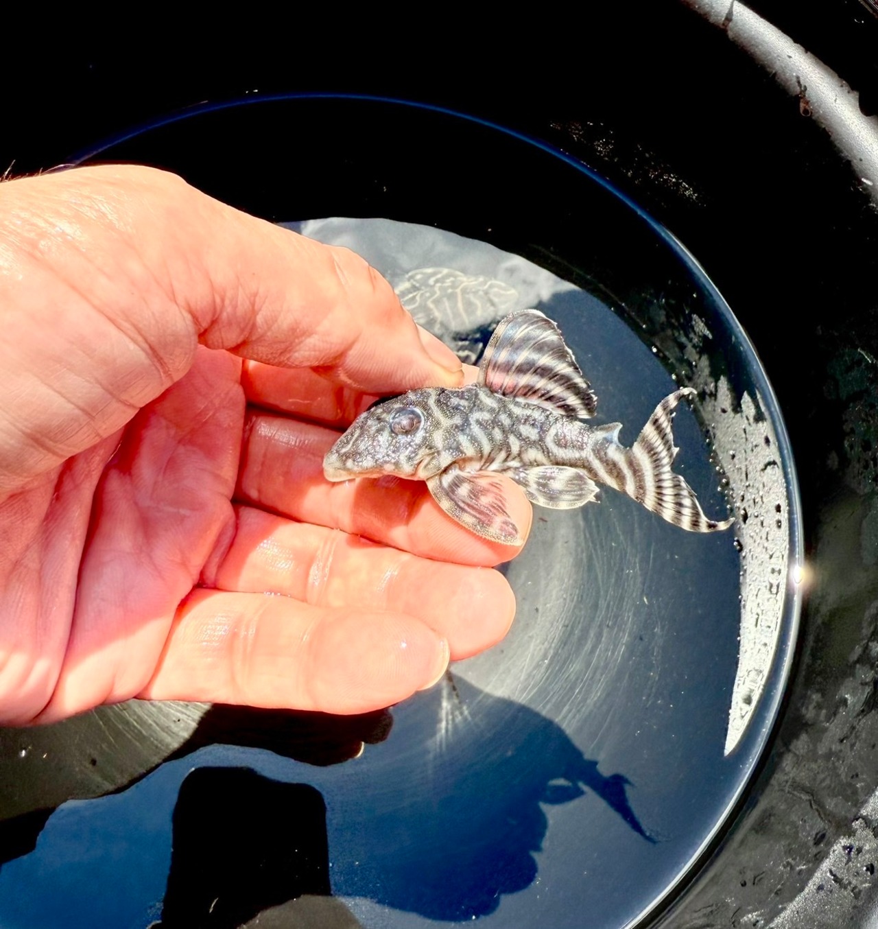 メガクラウンゼブラプレコ（国産ブリード） - 7