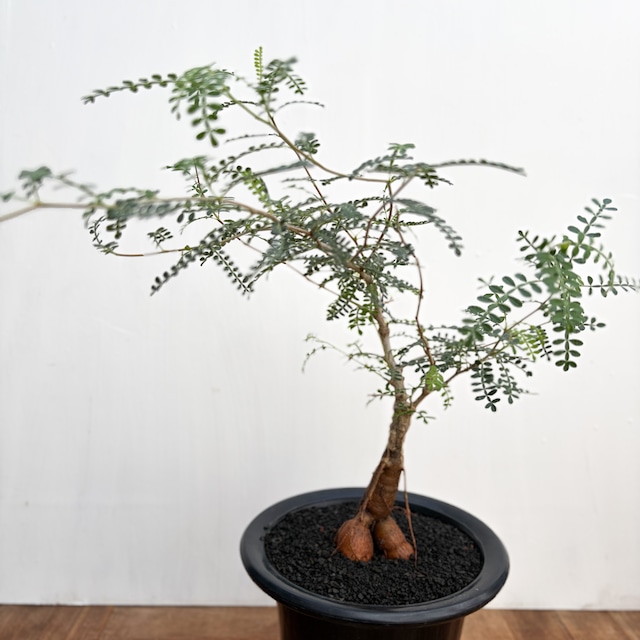 Operculicarya hyphaenoides【オペルクリカリア・ヒファエノイデス】