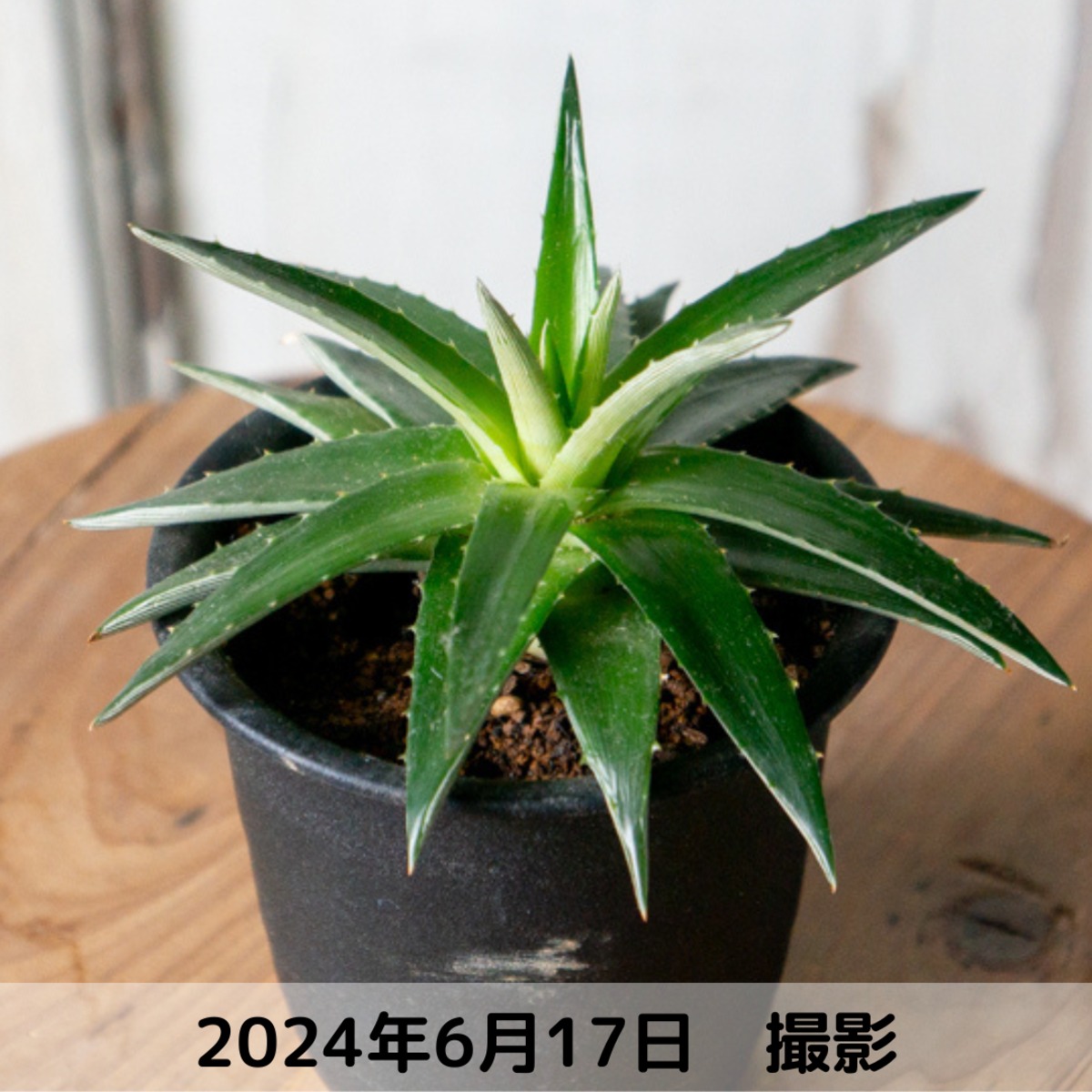 原種ディッキア フォステリアナ ブラックフォーム ディッキア