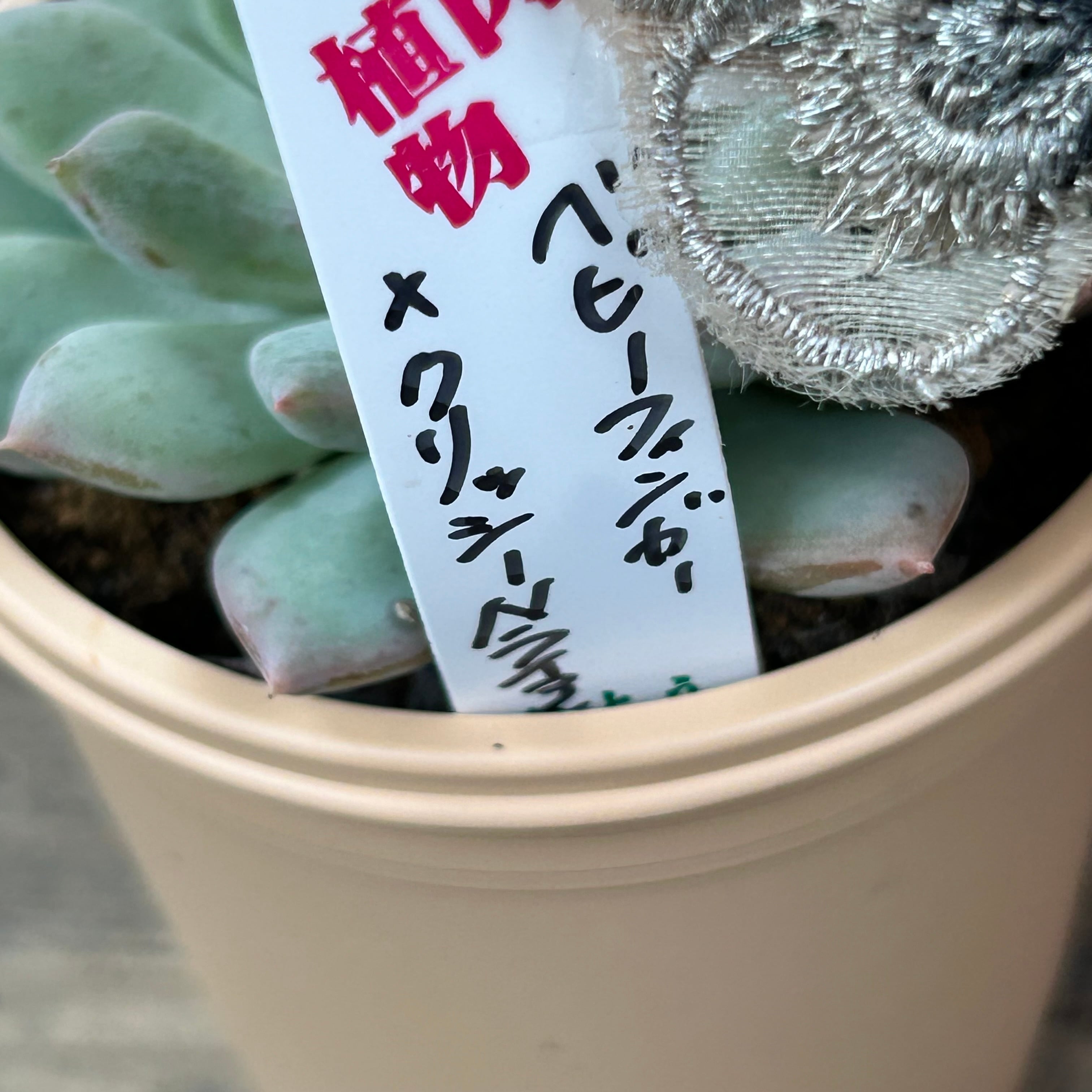 ベビーフィンガー×クリッシーNライアン | RuPo 多肉植物専門店