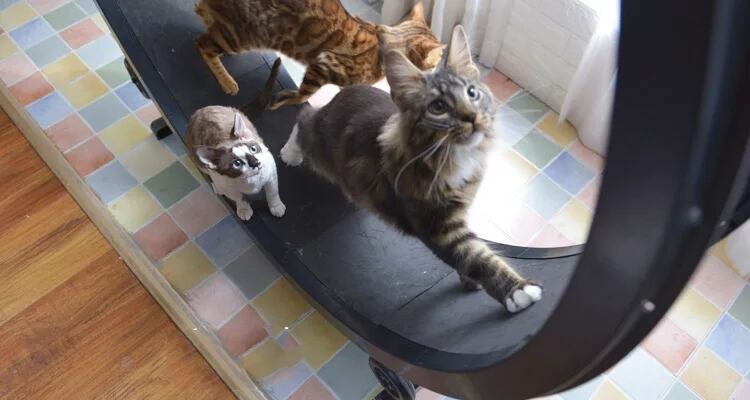 商品動画アリ 猫用 ランニングマシーン 回し車 人気の乗用おもちゃ 組み立て式 D C Select