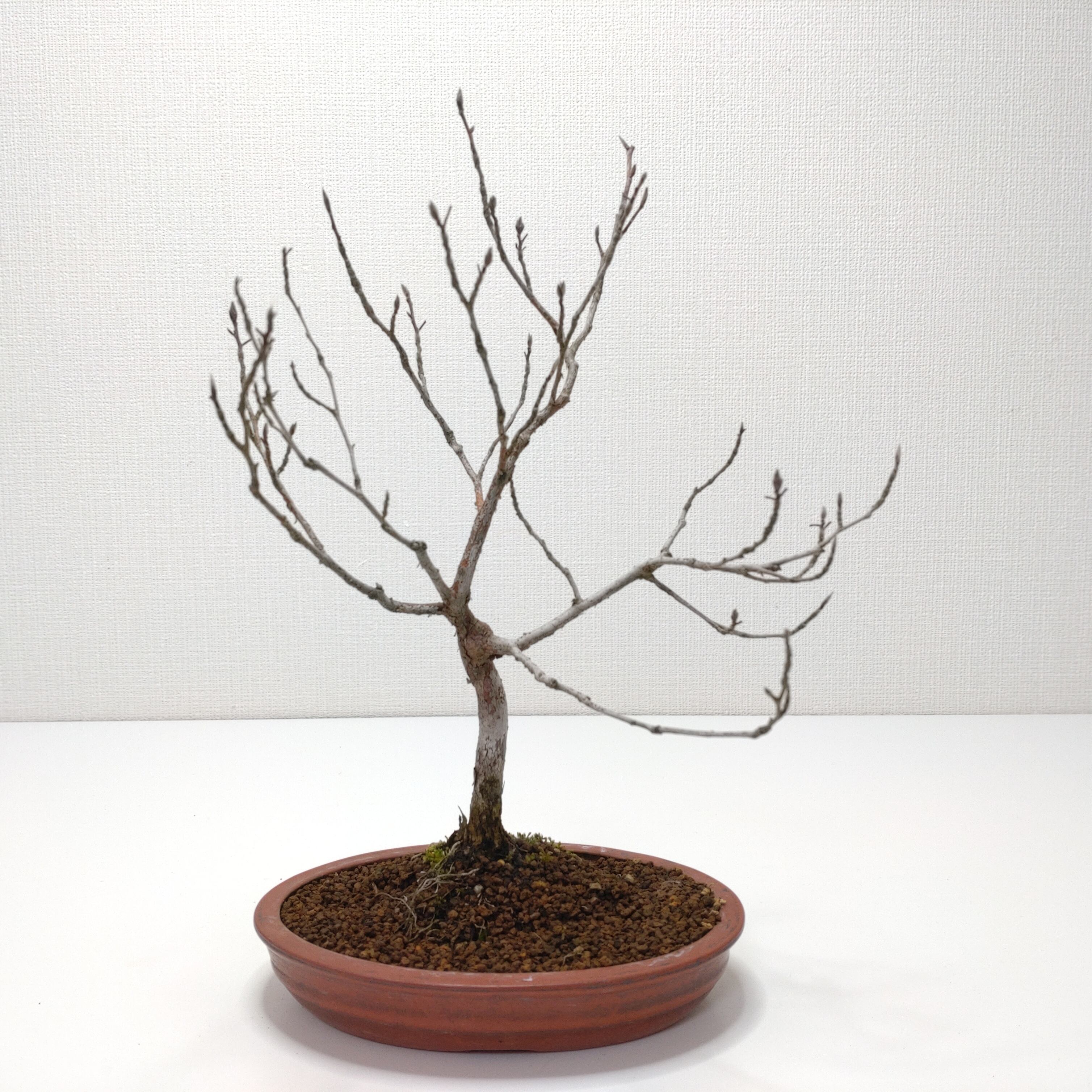 ヤマコウバシ盆栽 SS016 | 盆栽創【Bonsaisou】