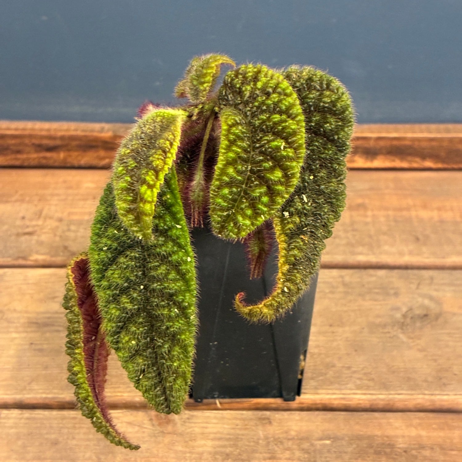 ovatifolia 'Lava Flow' オバティフォリア ラバフロー 薄斑 中斑 | PAY ID