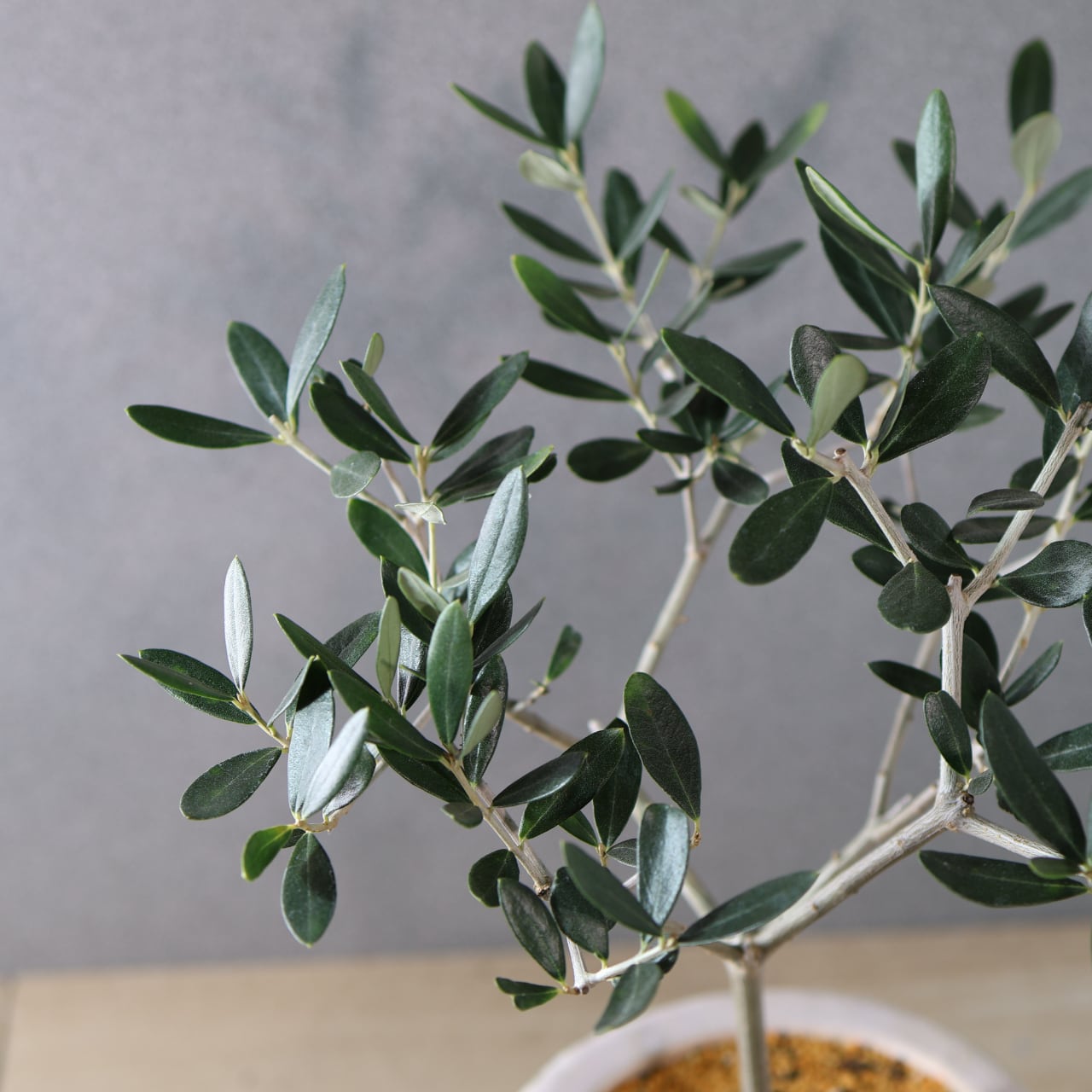 515『オリーブ ルッカ 陶器鉢』【送料無料】 | MARX PLANTS | 観葉植物