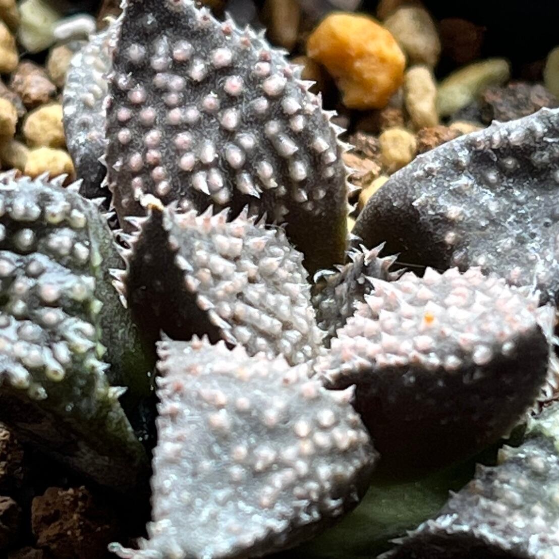 ハオルチア 狼牙 | mocono_plants