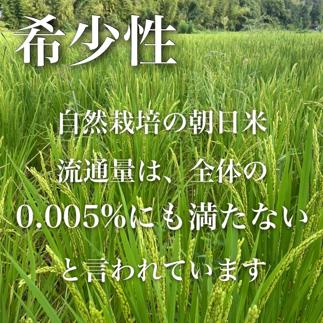 岡山県産 朝日米 10kg｜玄米・白米｜無農薬｜自然栽培｜7年産 | 自然