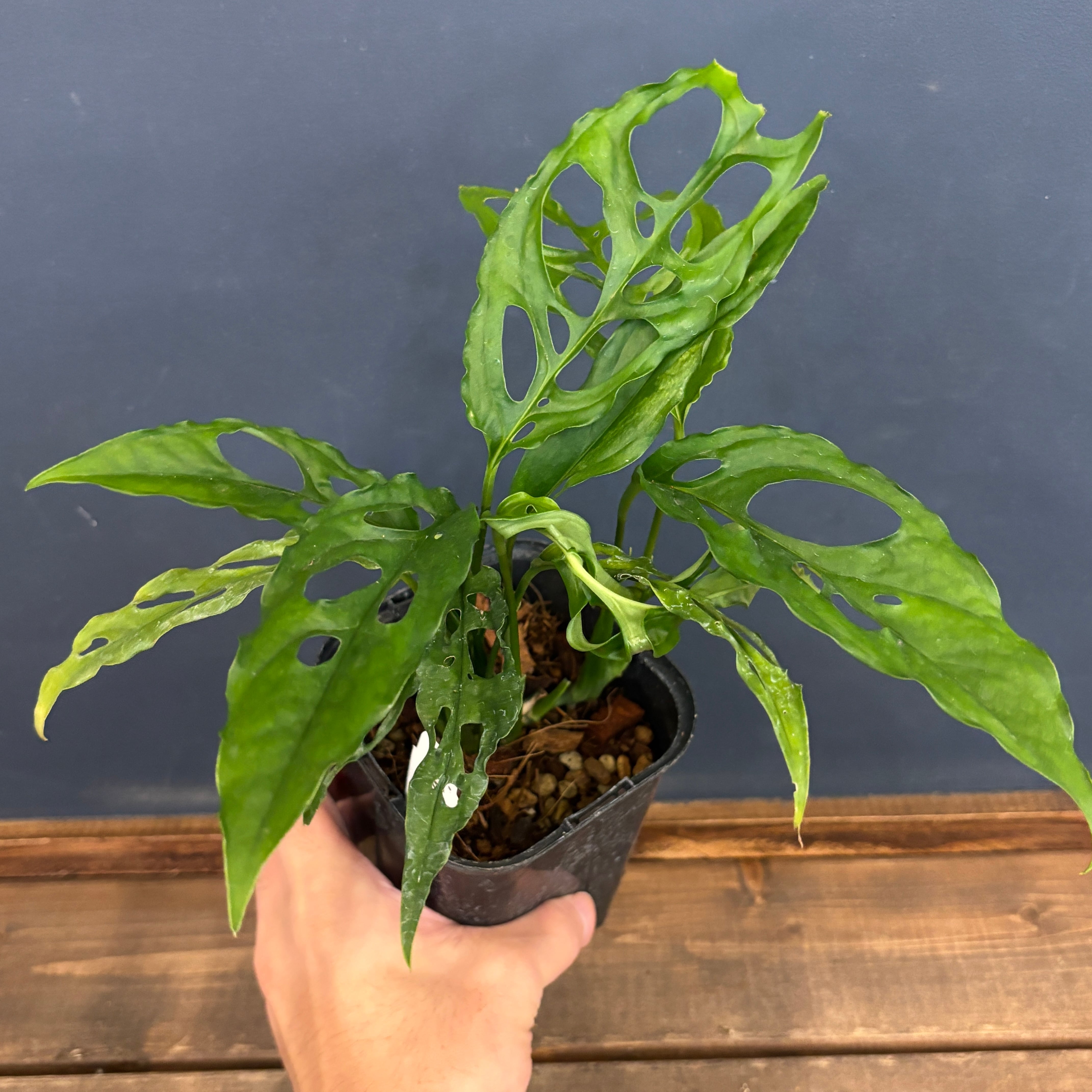 モンステラ オブリクア ペルー【255】 | PROTOLEAF プロトリーフ