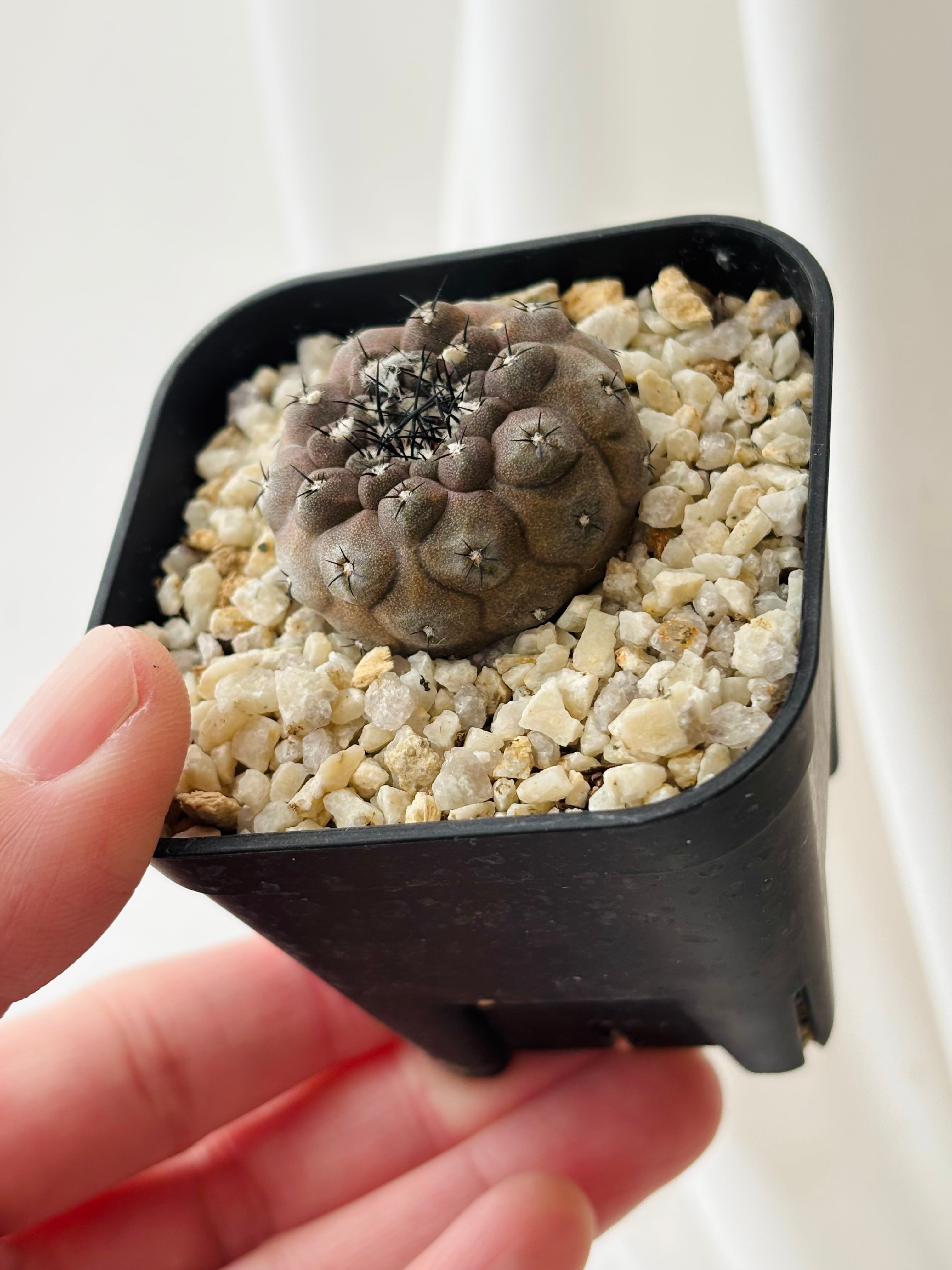 Copiapoa hypogaea コピアポア ヒポガエア サボテン | plants MARU
