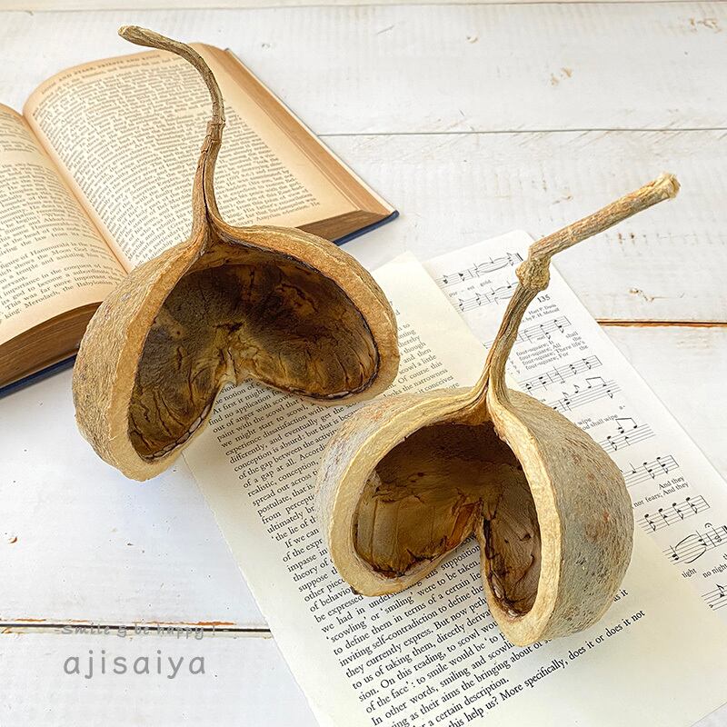 ブッダナッツの飾り◯ブラウンコットン