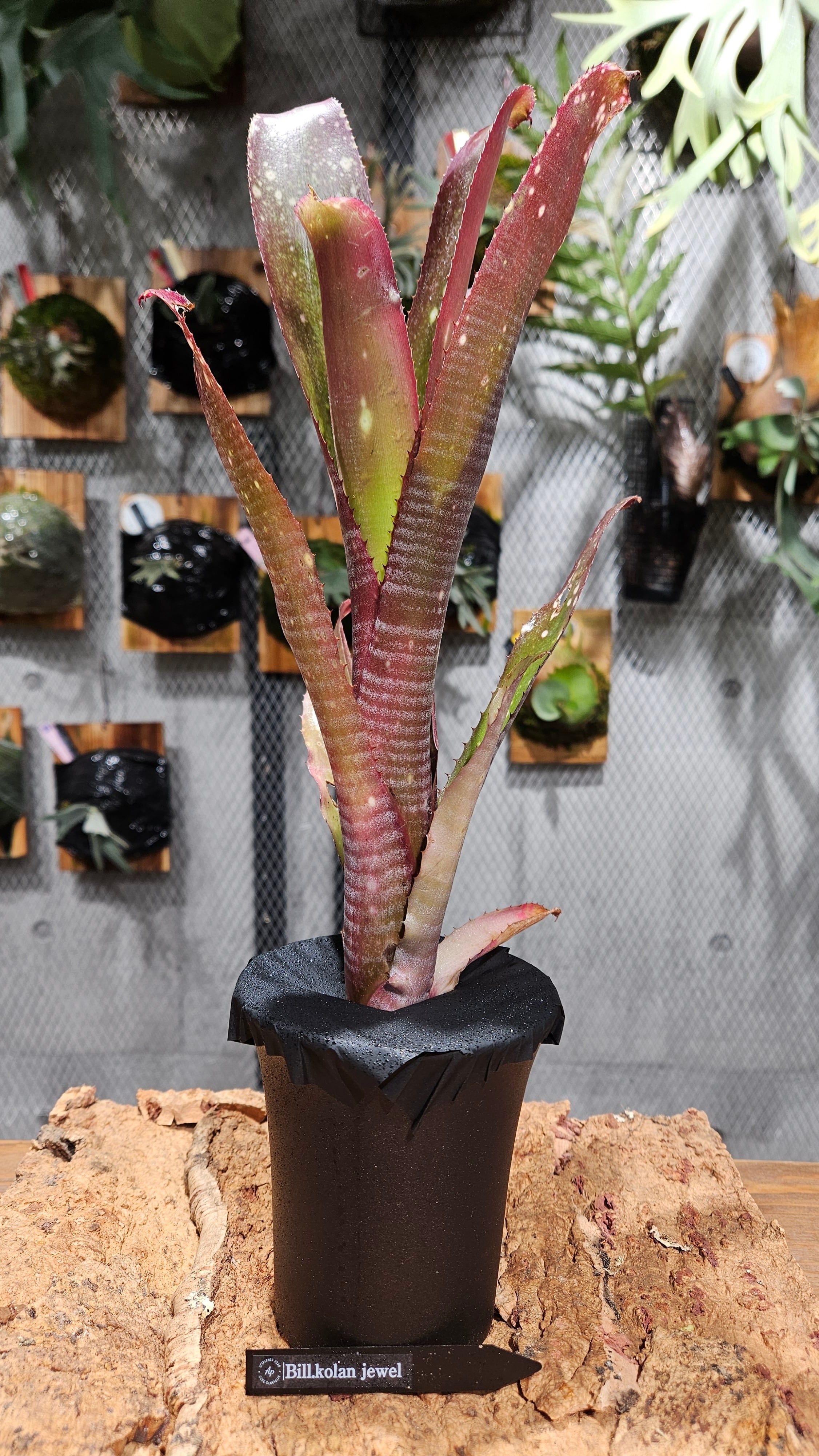 Bill.Incendiary delight 【artPLANTs/PLANTS GARAGE 】 ビルベルギア