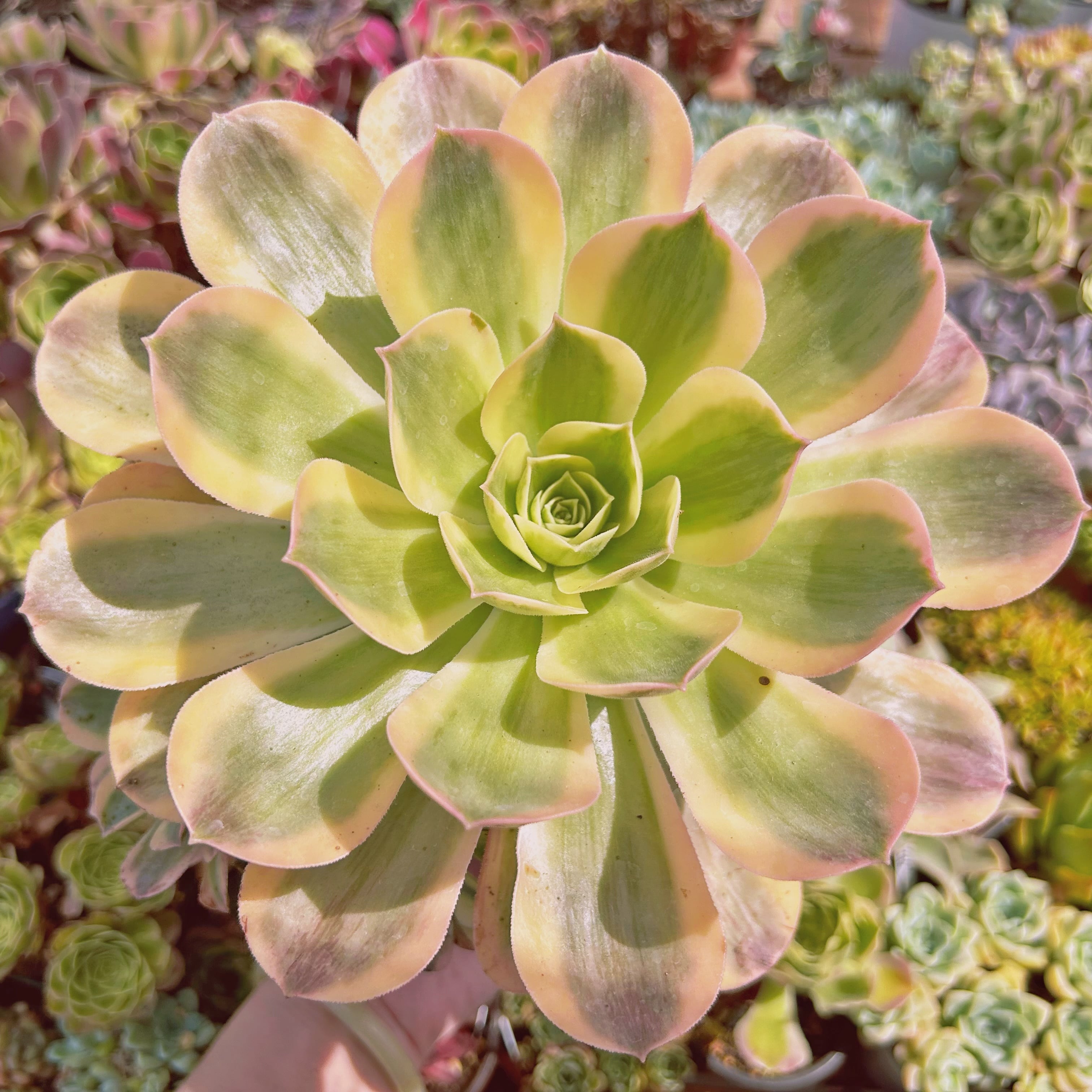現物　多肉植物　美人鏡錦　特特大