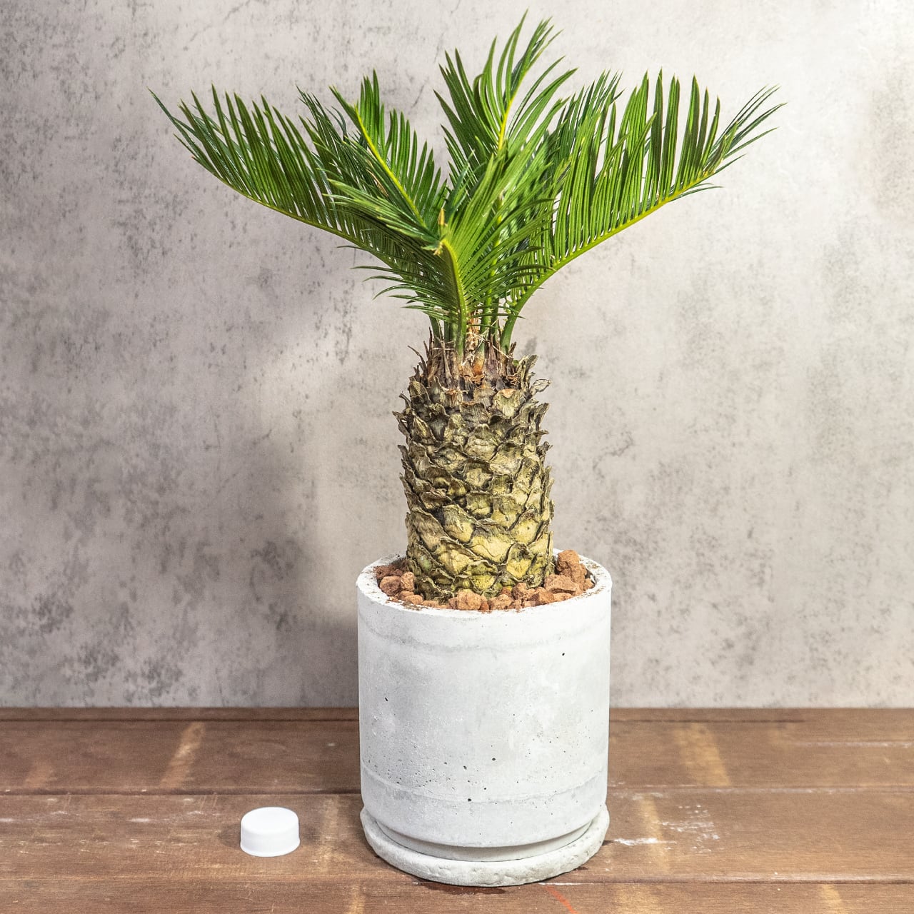 厳選一点物 パイナップルのようなゴツゴツした幹が魅力のソテツ ハンドメイドモルタル鉢と速乾性ソイルで仕立てた風格ある極上の一鉢■虫発生抑制【全国一律送料850円】