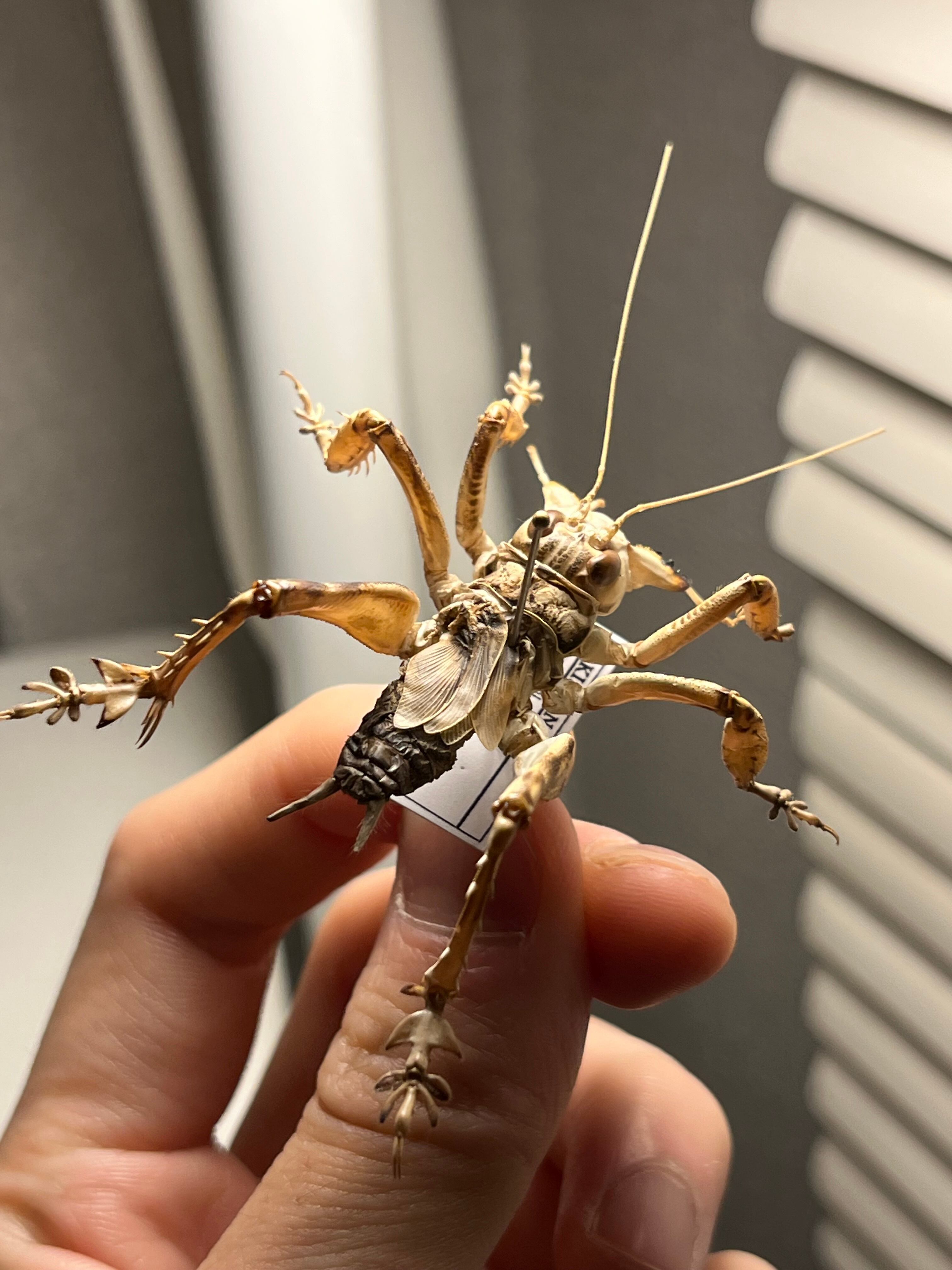 マキバネコロギス 昆虫標本バッタ キリギリスコロギスリオック直翅類