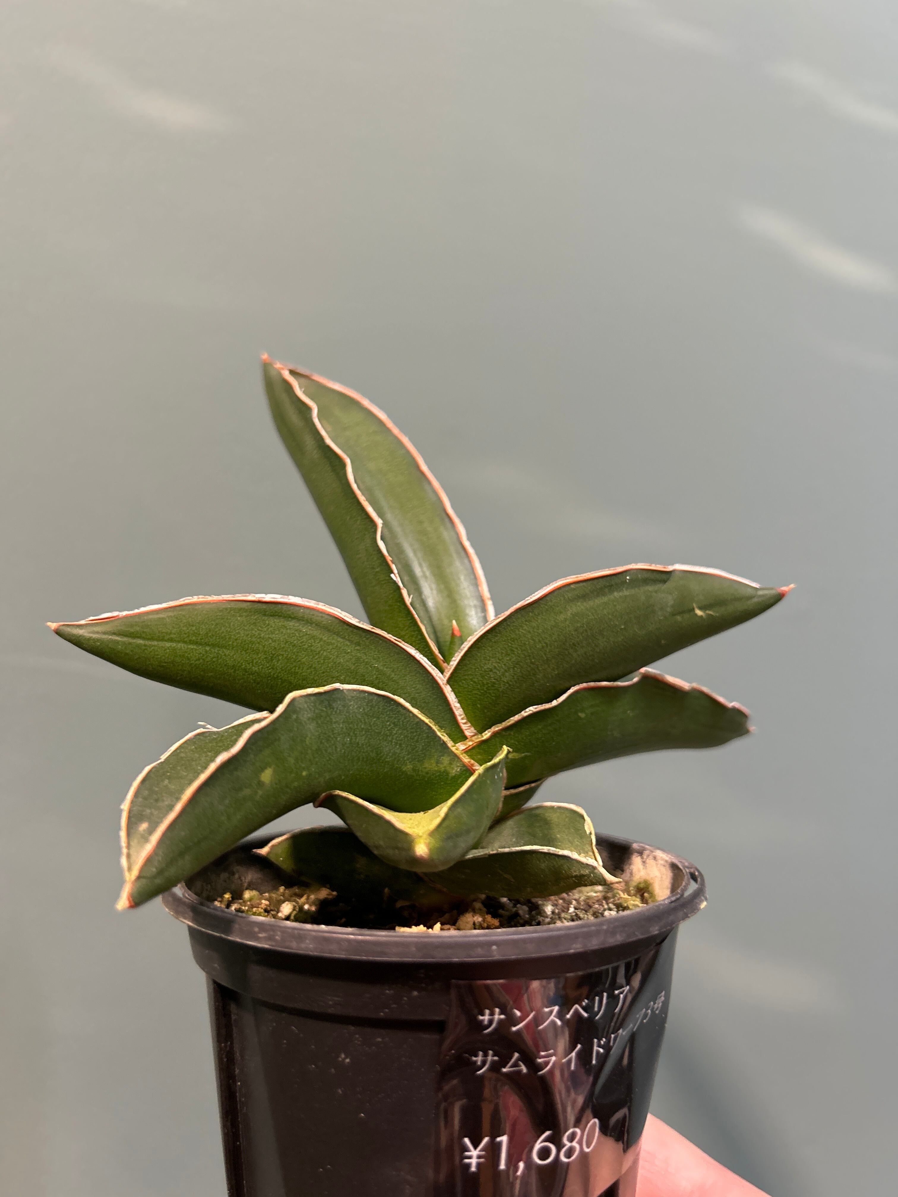 ガジュマル ねじり8号 | 植物との暮らし apricot