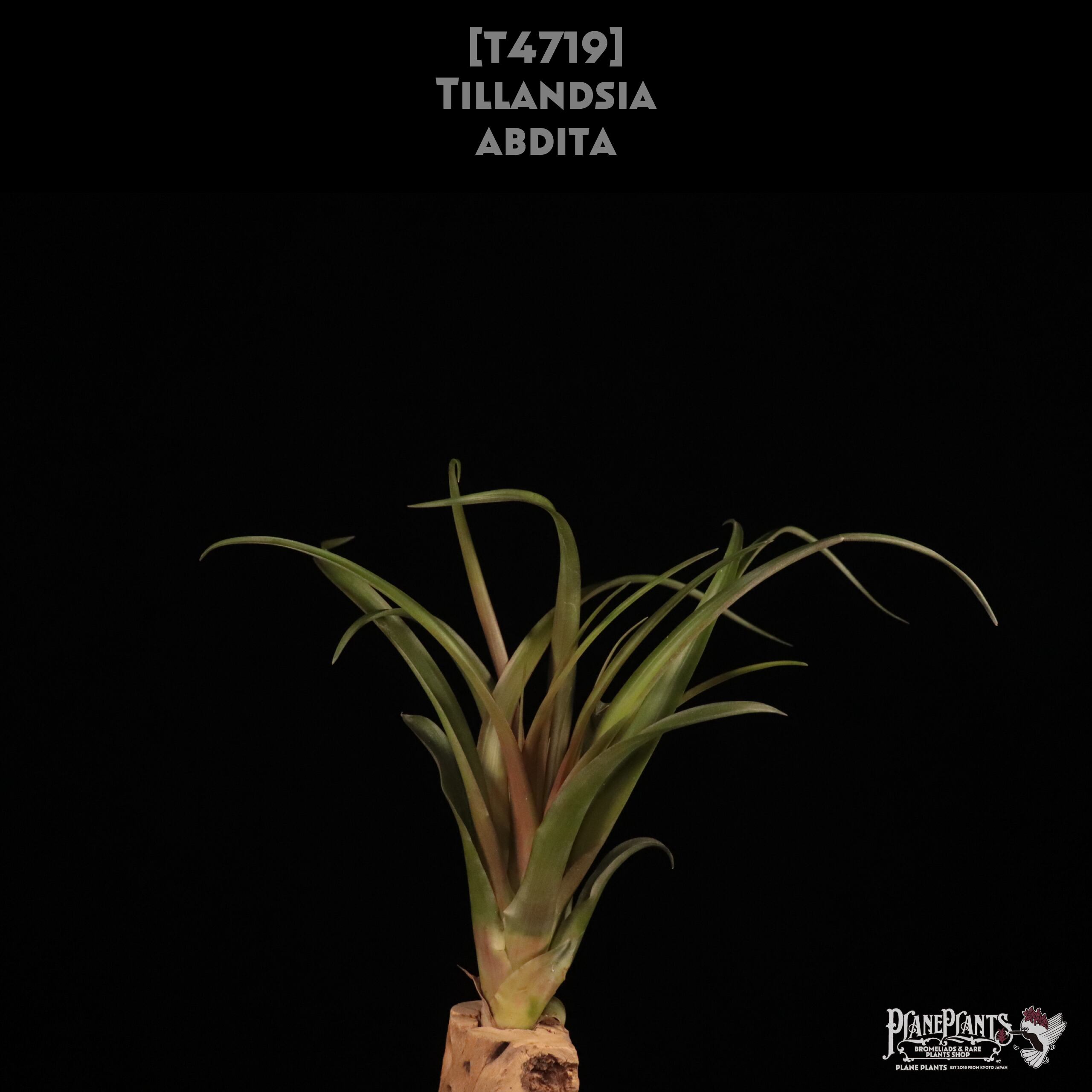 A | plane plants