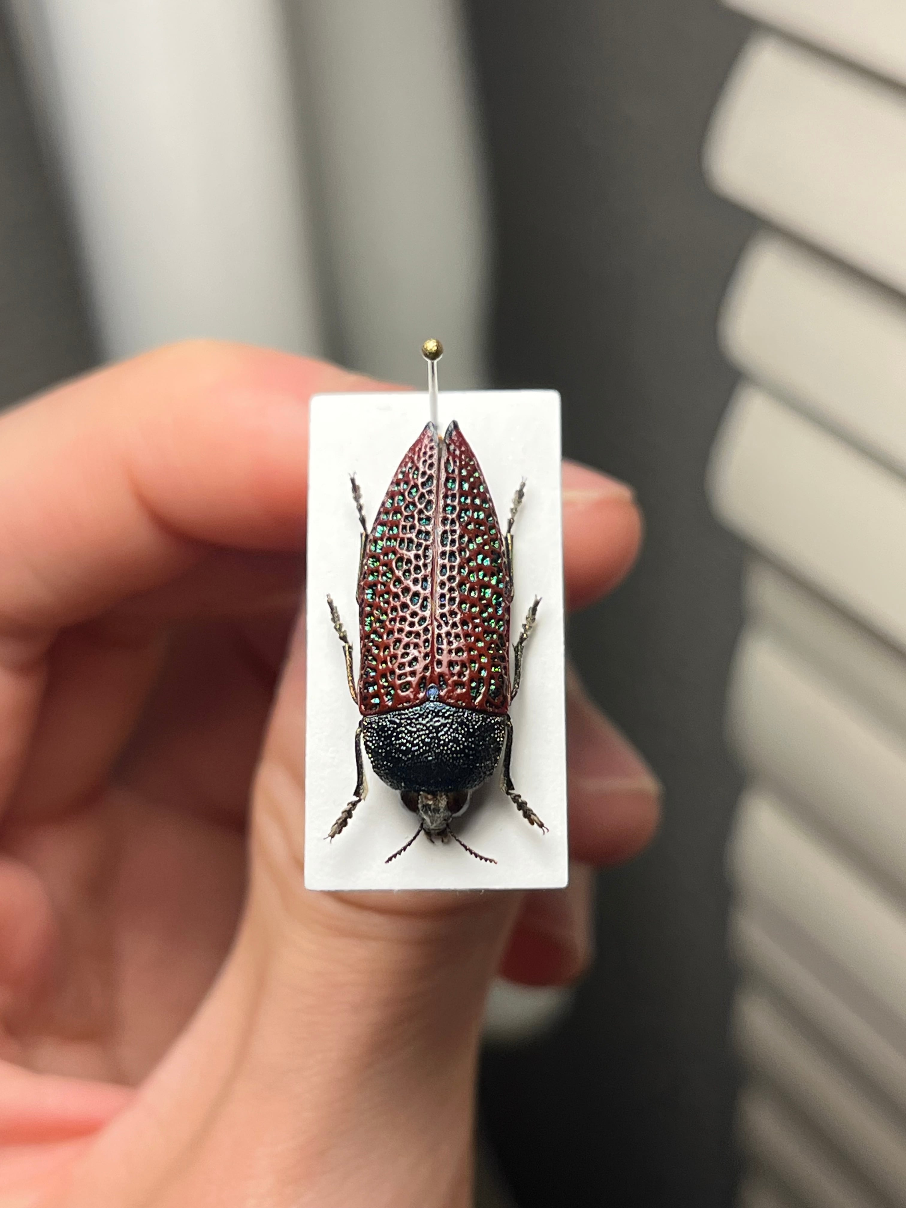 23mm】キラキラアラメムカシタマムシ 昆虫標本 標本 甲虫 カミキリ