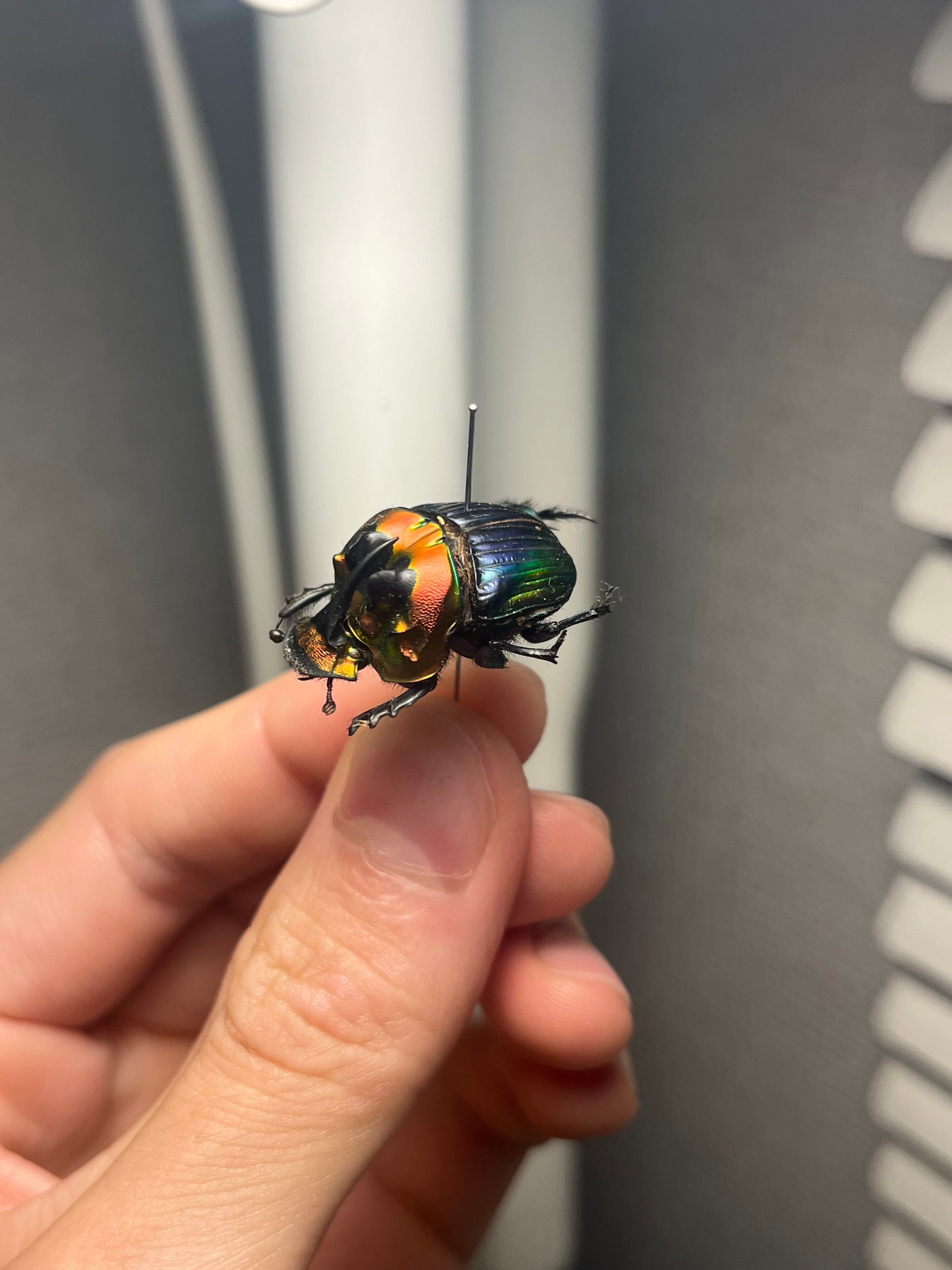 23mm♂】テイオウニジダイコクコガネフンチュウ糞虫昆虫標本甲虫