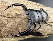 《ウエストウッディ亜種カズミアエ 74mm ペア》