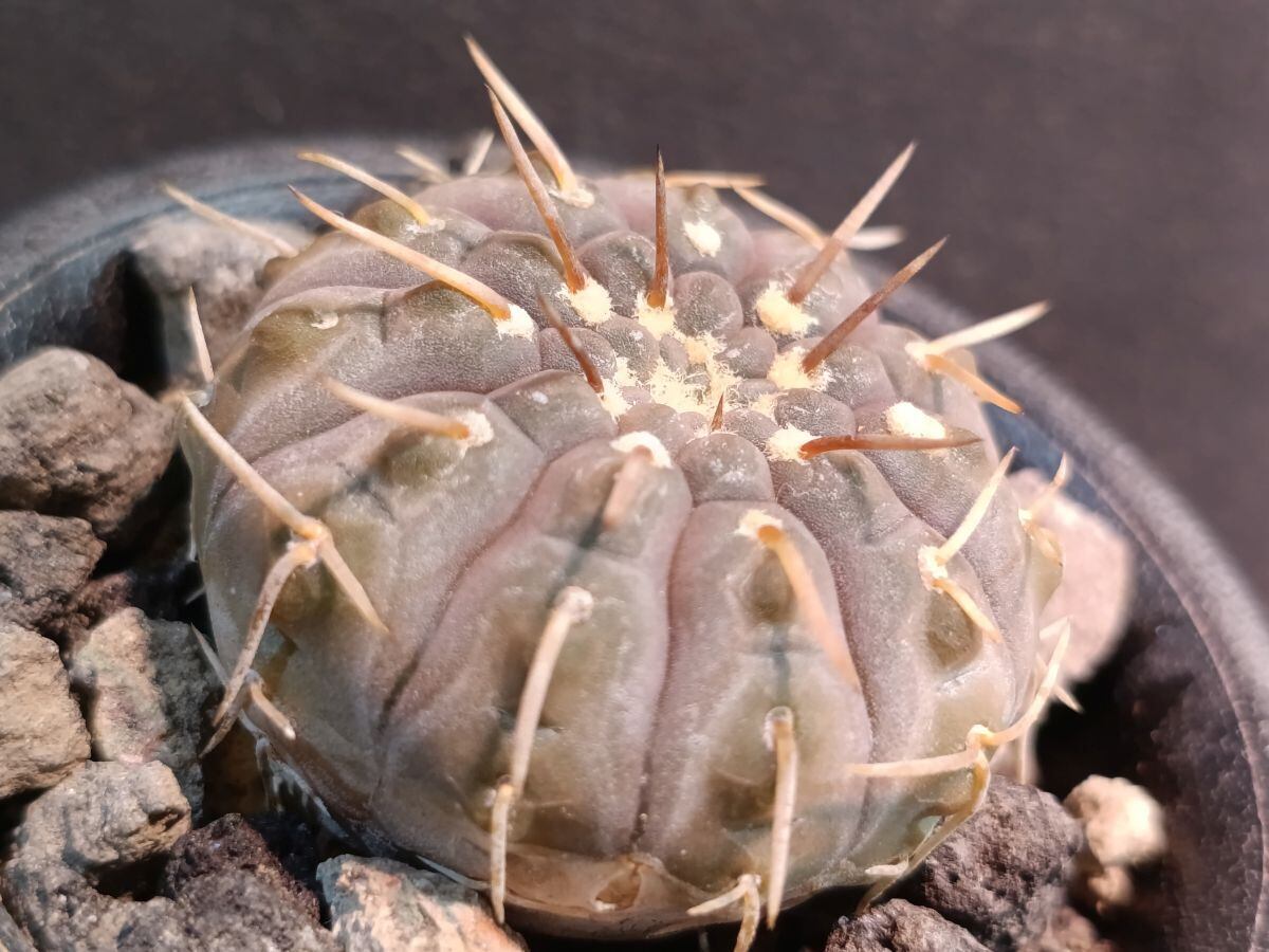 Gymnocalyium spegazzinii ギムノカリキウム 黒刺天平丸 | サボテンと