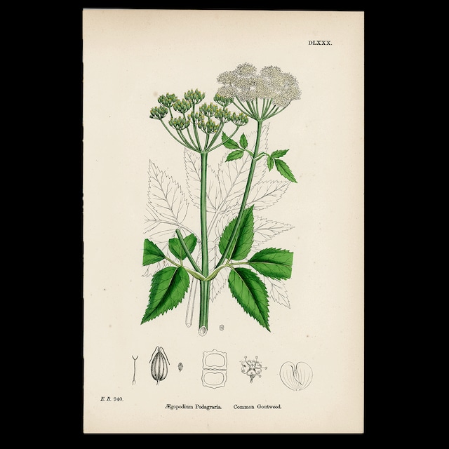 【19世紀後半】英国植物図版｜Ægopodium Podagraria｜English Botany No.580