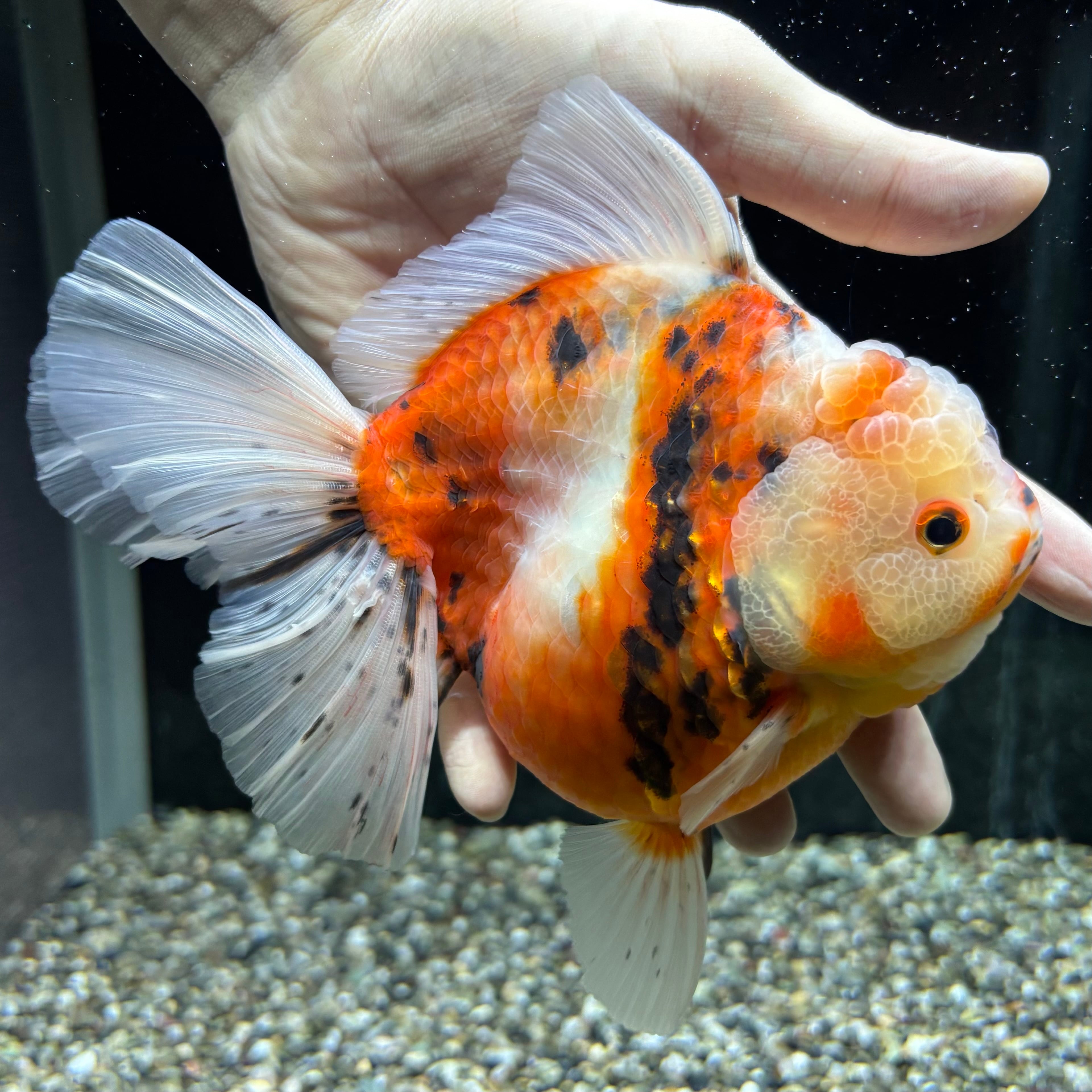 金魚・熱帯魚専門店 AquaPro.H