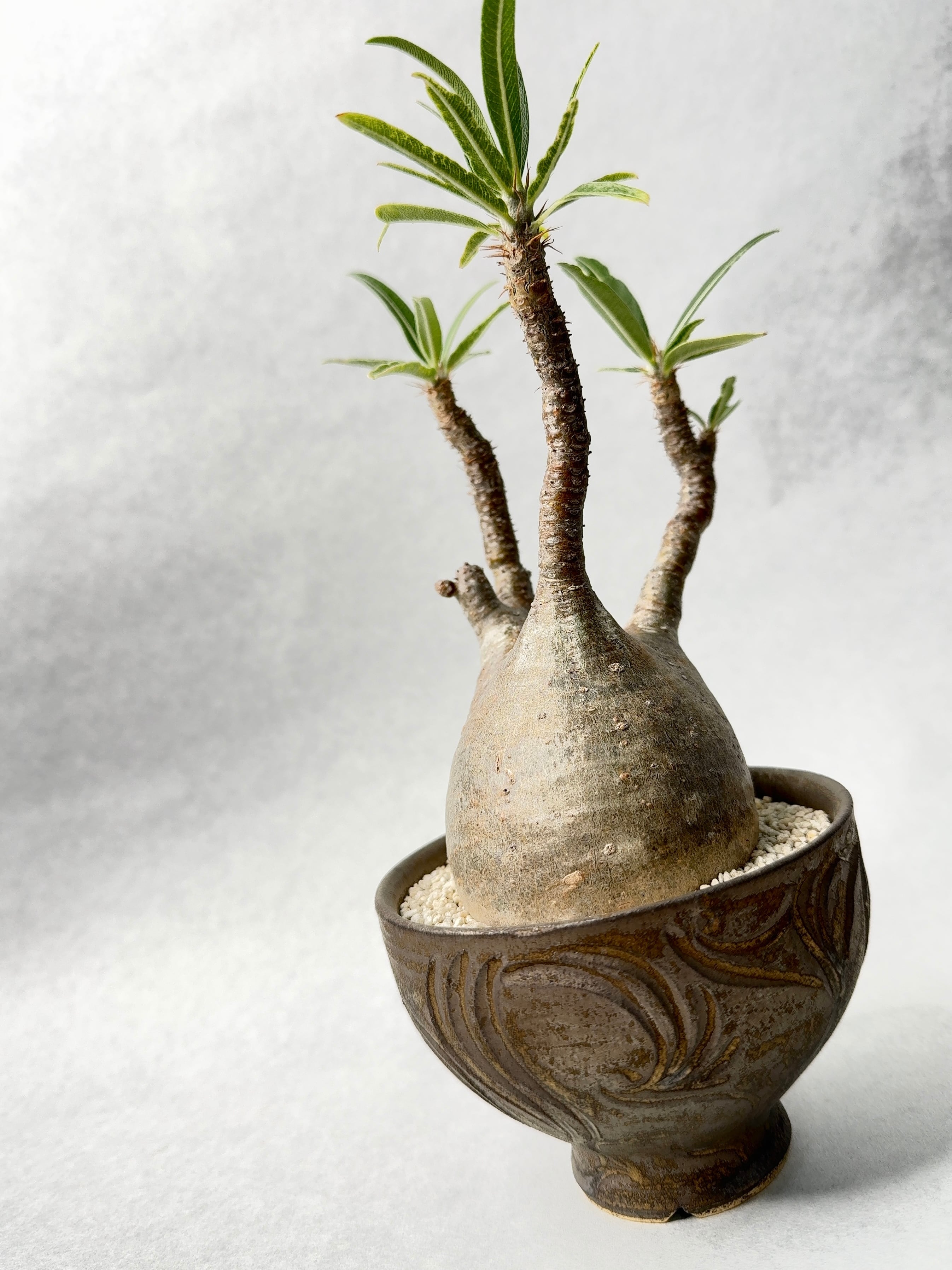 パキポディウム グラキリス 細葉個体 レア】パキポディウム グラキリス ＊細葉 実生7年＊ / 塊根植物