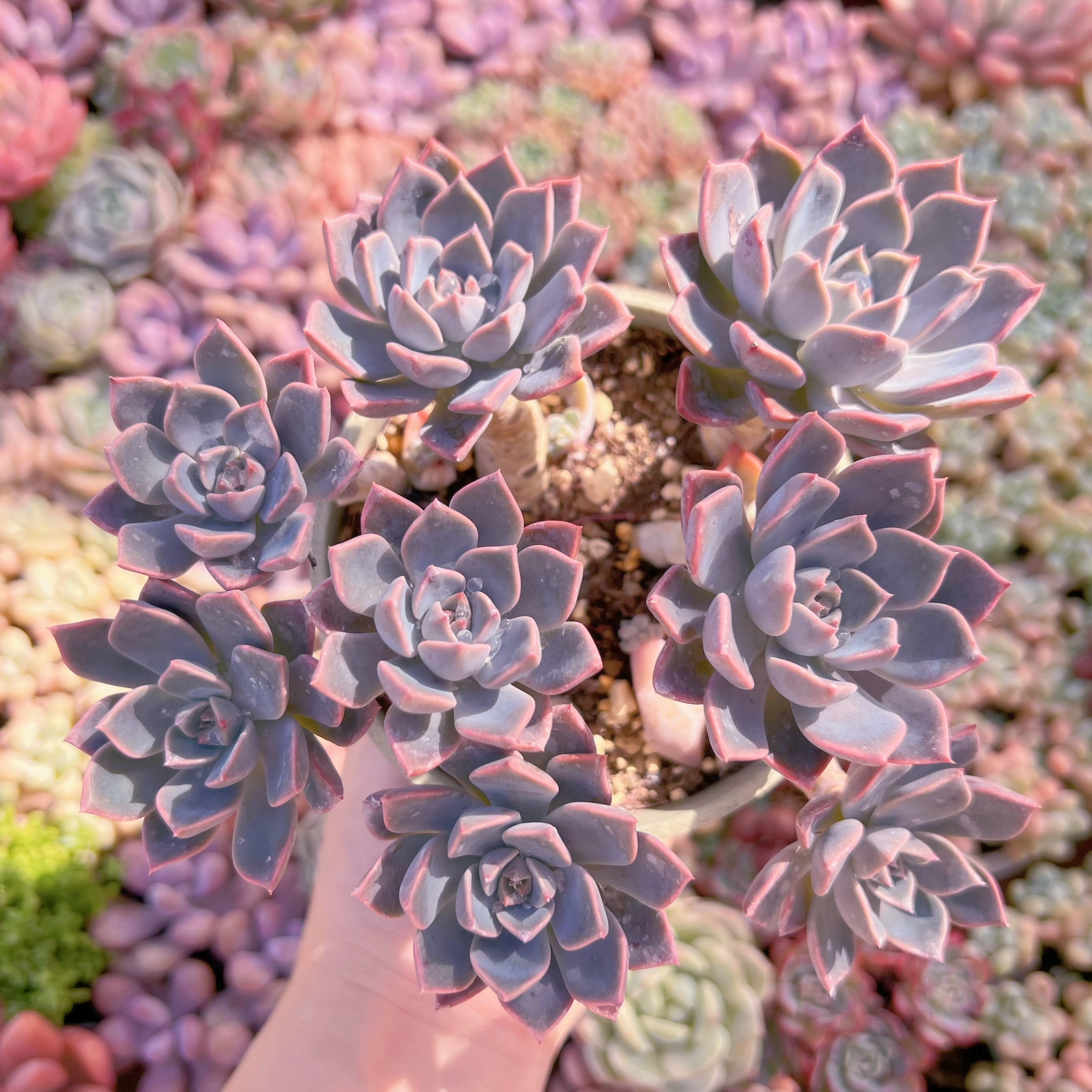 現品　Pretty in Pink#K048　大群生　るる農園