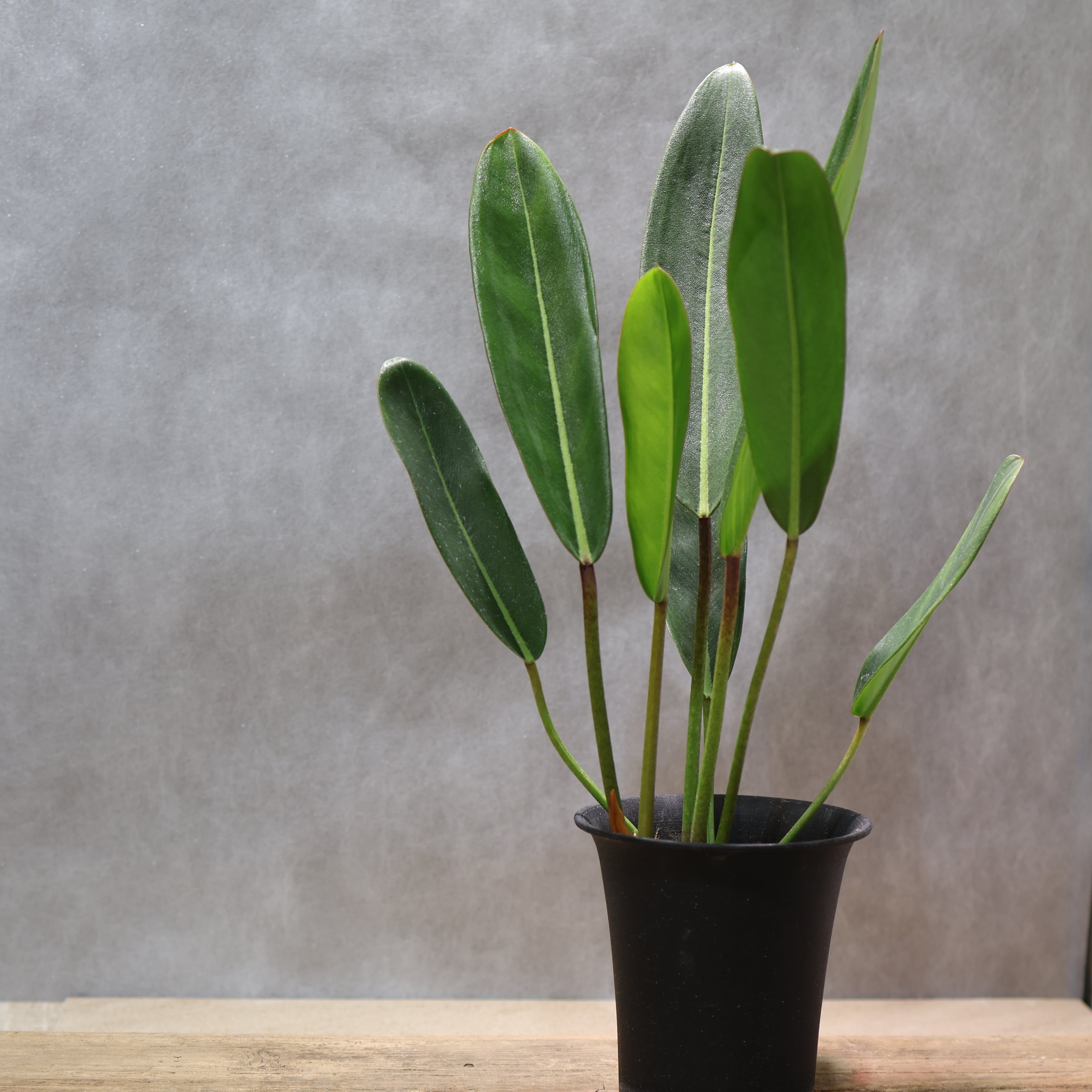 324 線と陰影を愉しむ『フィロデンドロン カロッスム Philodendron