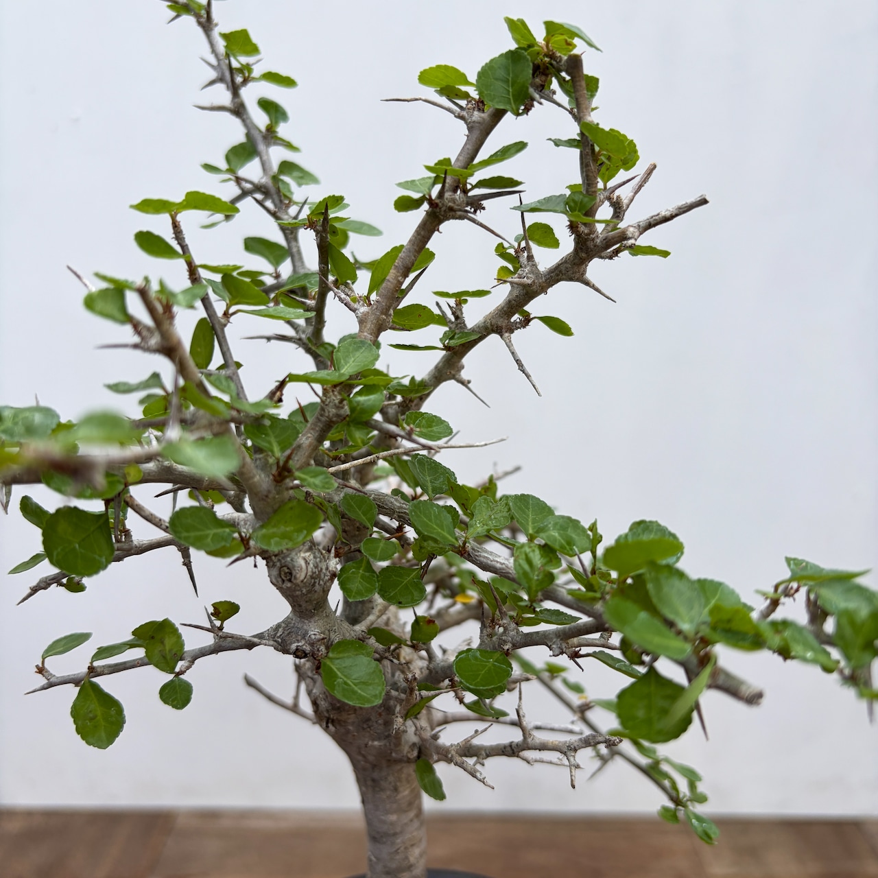 Commiphora orbicularis【コミフォラ・オルビクラリス】