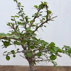 Commiphora orbicularis【コミフォラ・オルビクラリス】