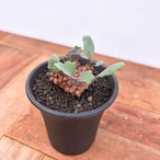 Othonna armiana【オトンナ・アルミアナ・実生】