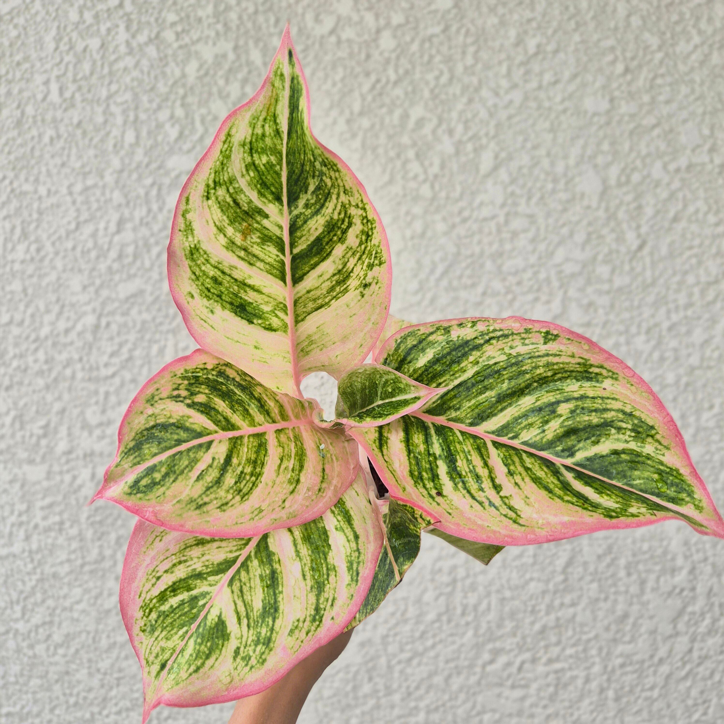 ③《Aglaonema Pinky Pie 》アグラオネマ ピンキーパイ 観葉植物 /ポット発送