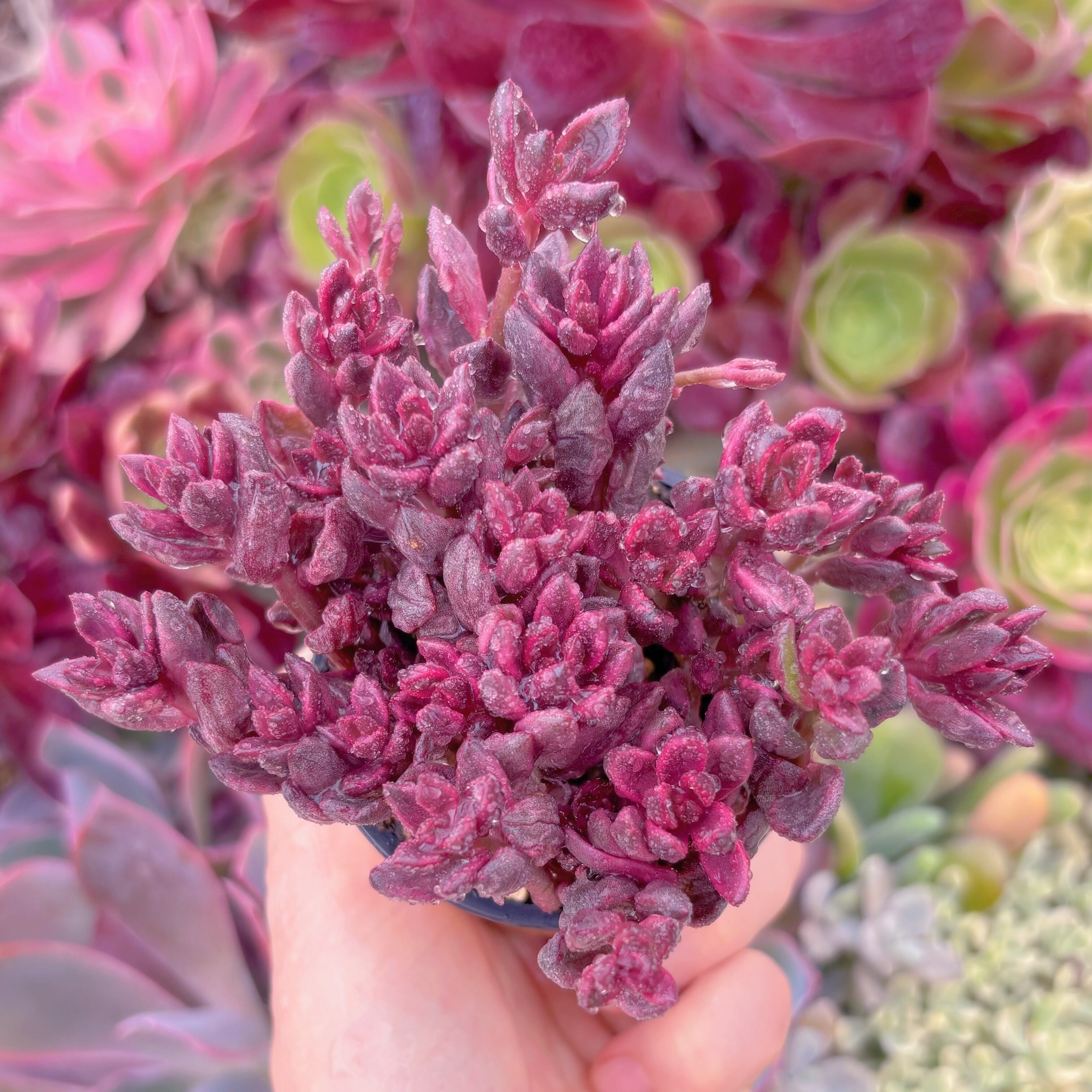 現品　チョコレート錦#541　るる農園