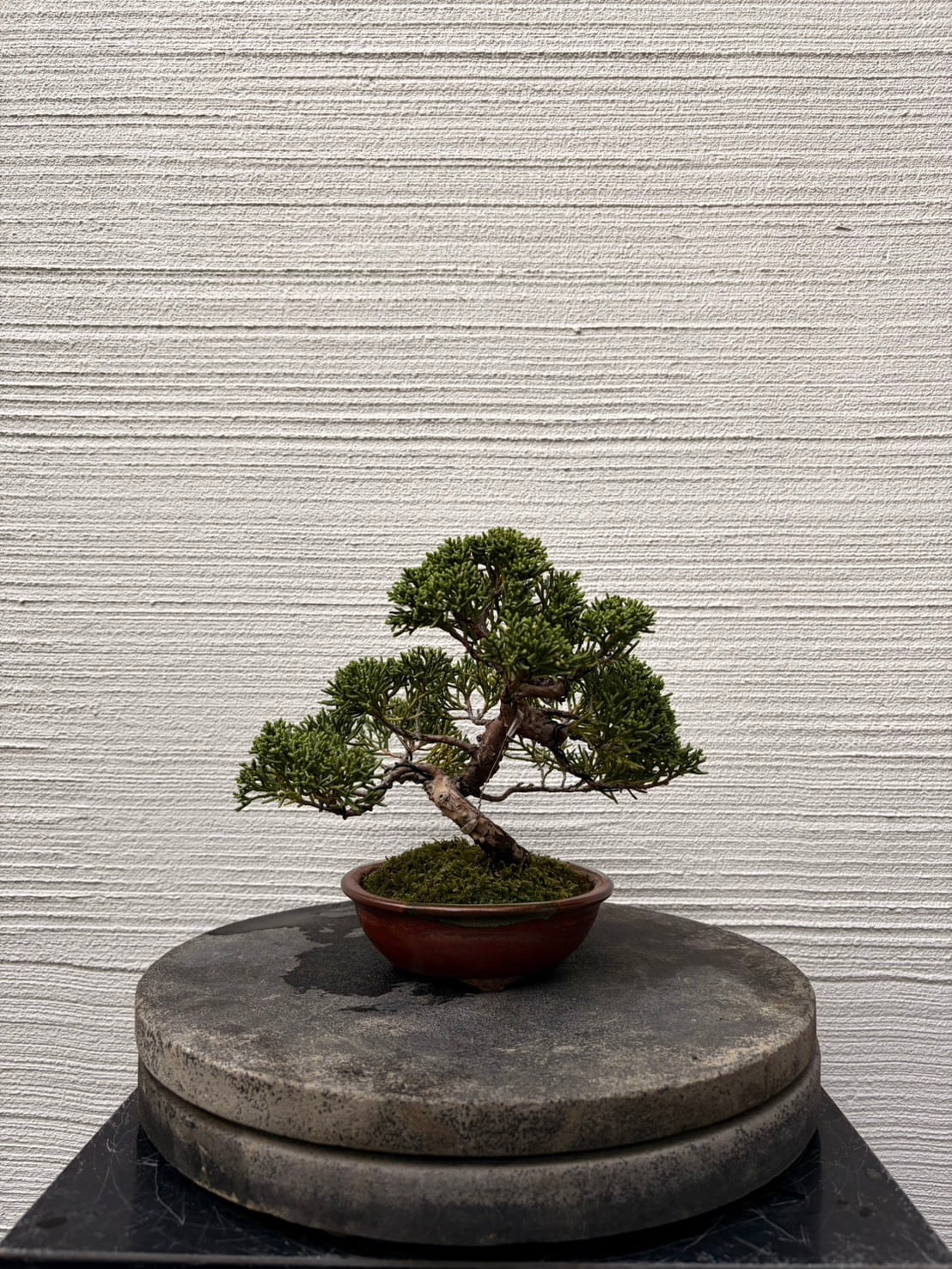 モクマオウ中品盆栽 MOKU BONSAI