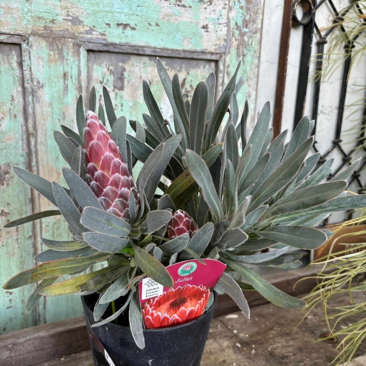 プロテア ジュリエット⑥ | 沼ノ上農園