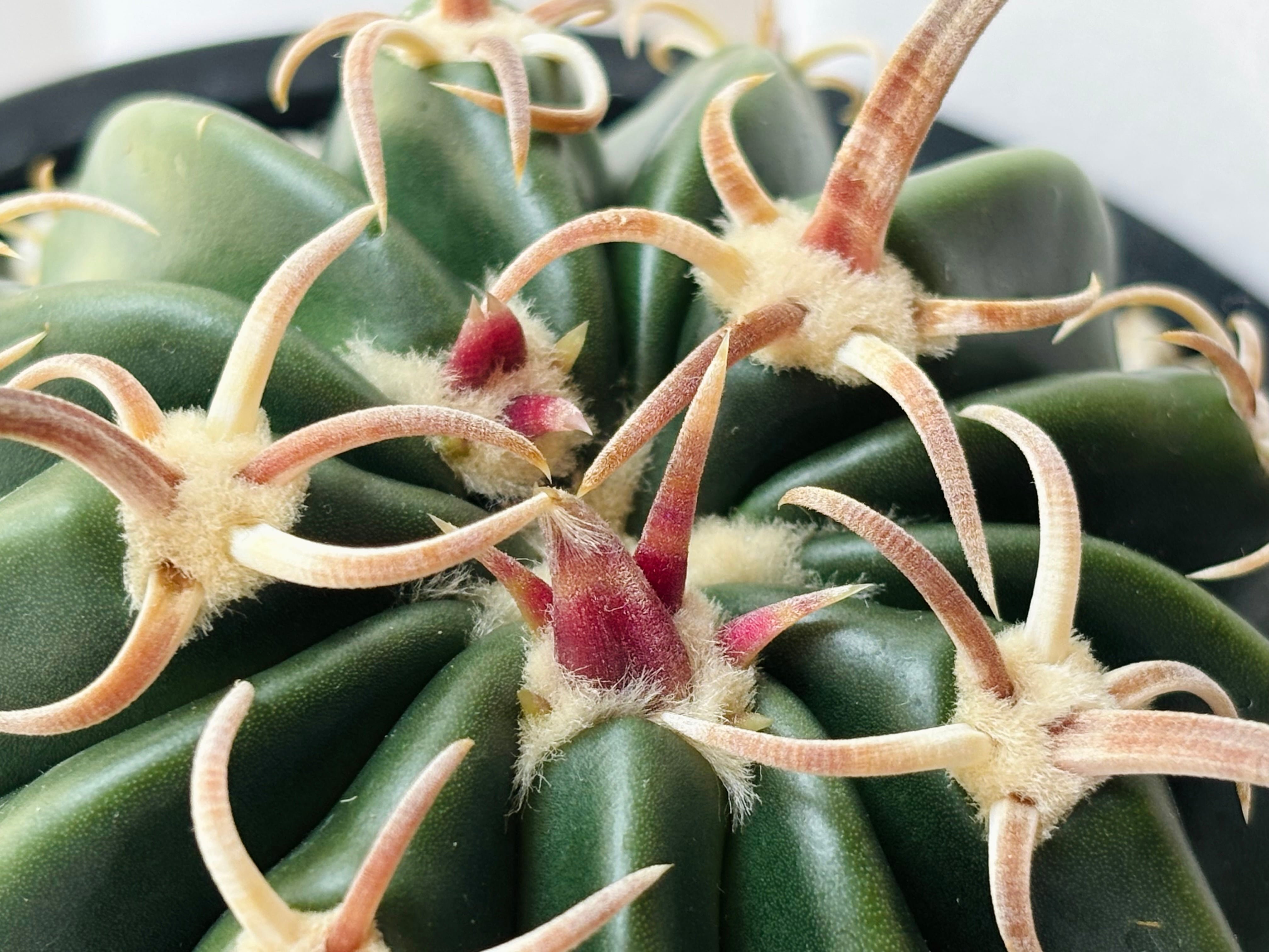 Echinocactus texensis エキノカクタス 綾波 武蔵 サボテン | plants