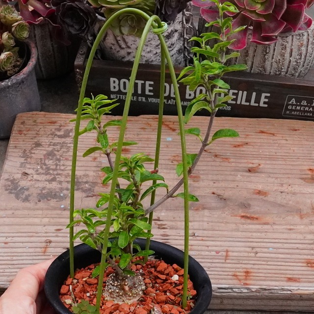 30%OFF！【火星人 】3.5号　フォッケアエデュリス　人気　塊根植物