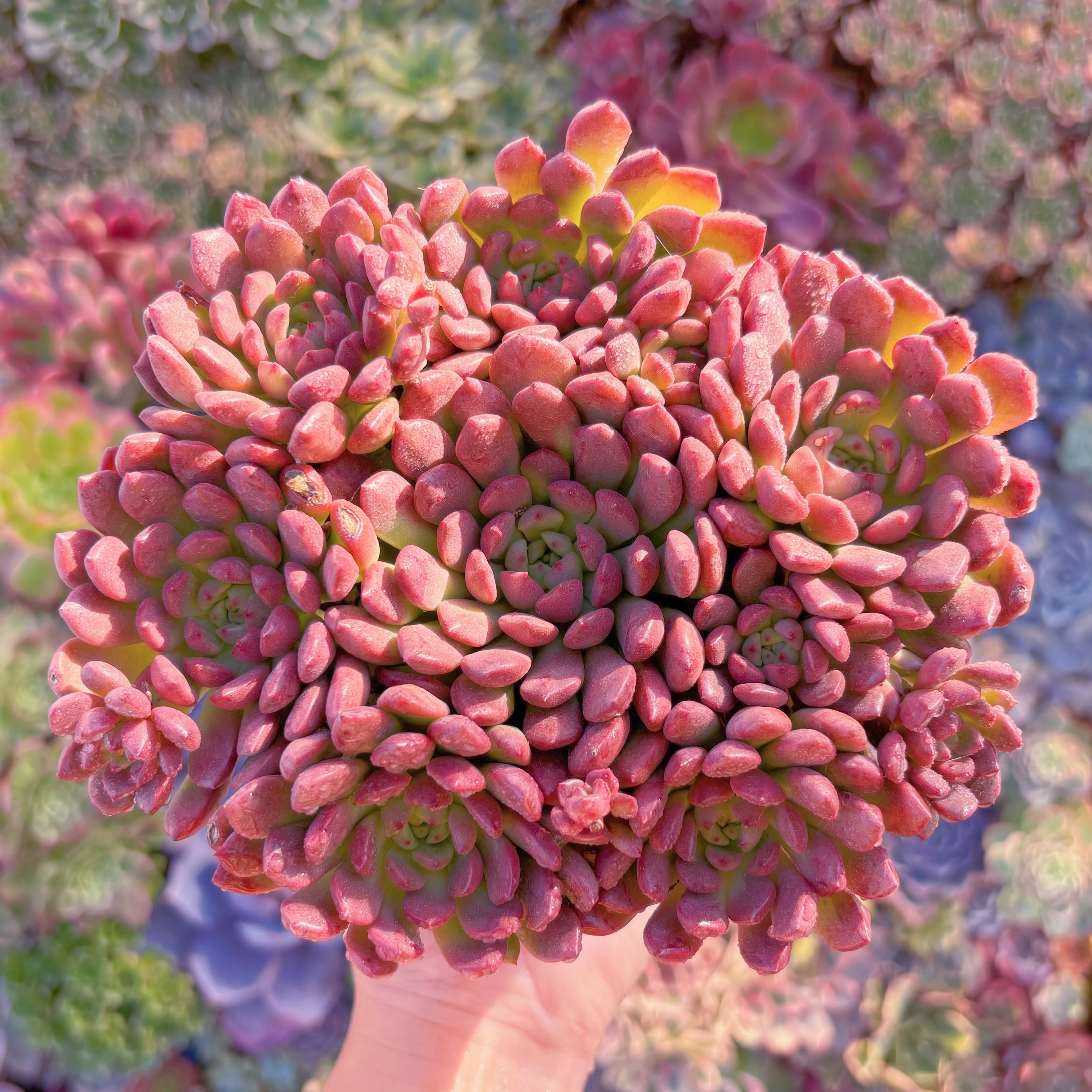 現品　ピンクルルビー#A12　大群生　美苗　 新入荷　るる農園