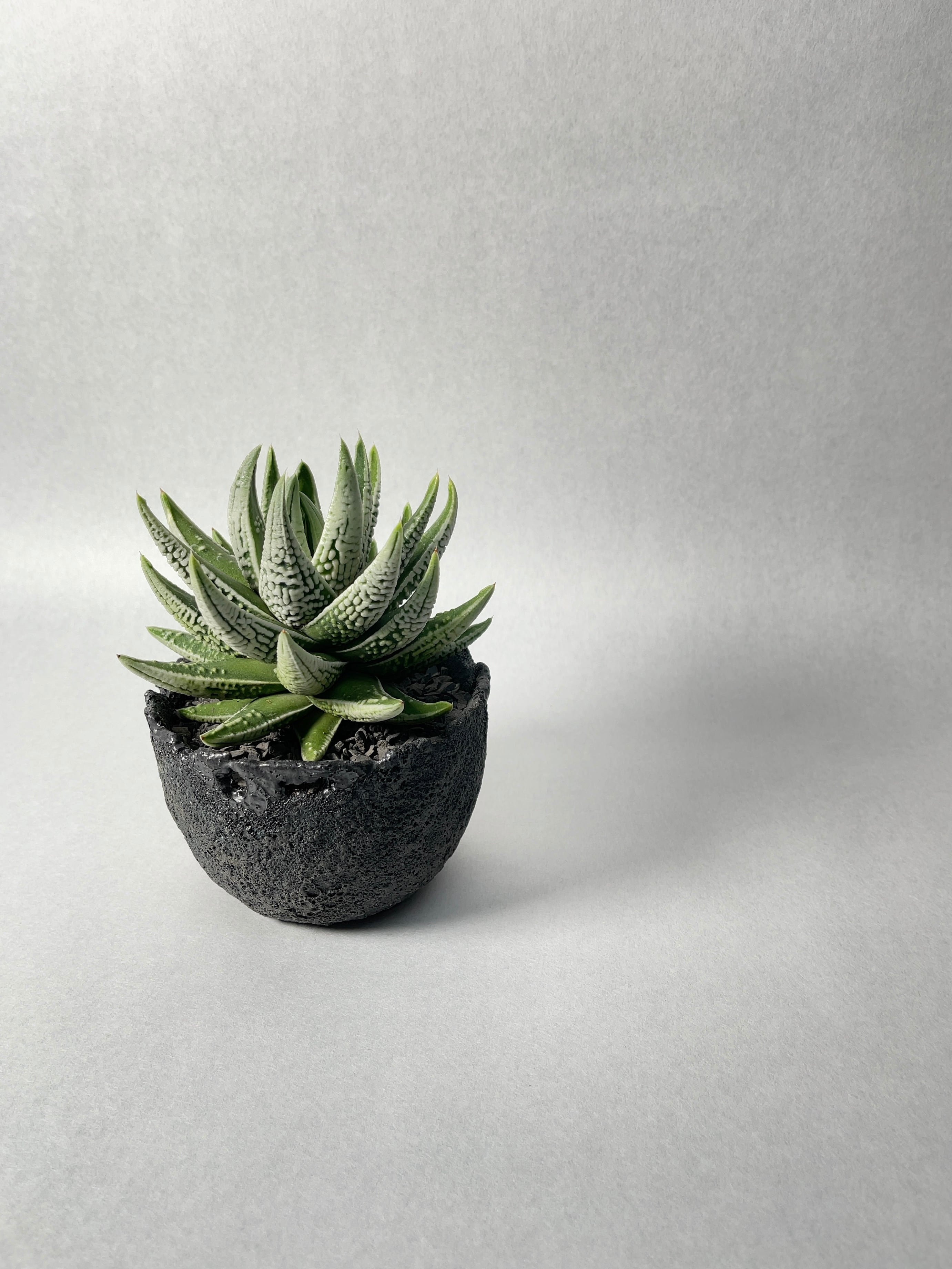 多肉植物 ハオルチア 皇帝錦