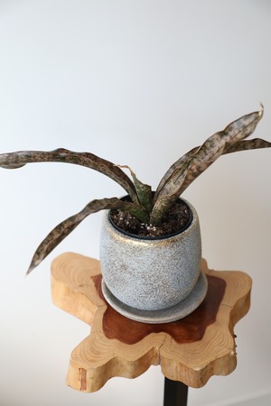 【S】サンスベリア キルキーコバトーン/Sanseveria Powellii　※陶器鉢付き
