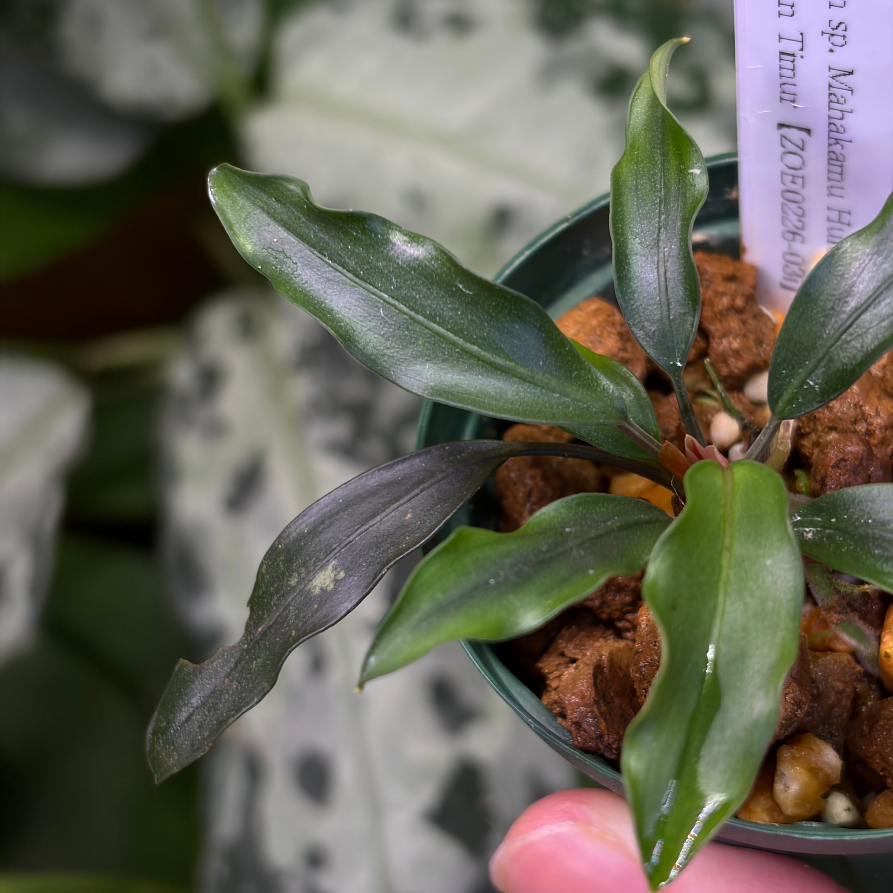 Huluarum sp. Mahakam Hulu Kalimantan Timur【ZOE0226-03i】 | 熱帯