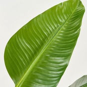 ストレリチアポット 150㎝［人工観葉植物・フェイクグリーンT］