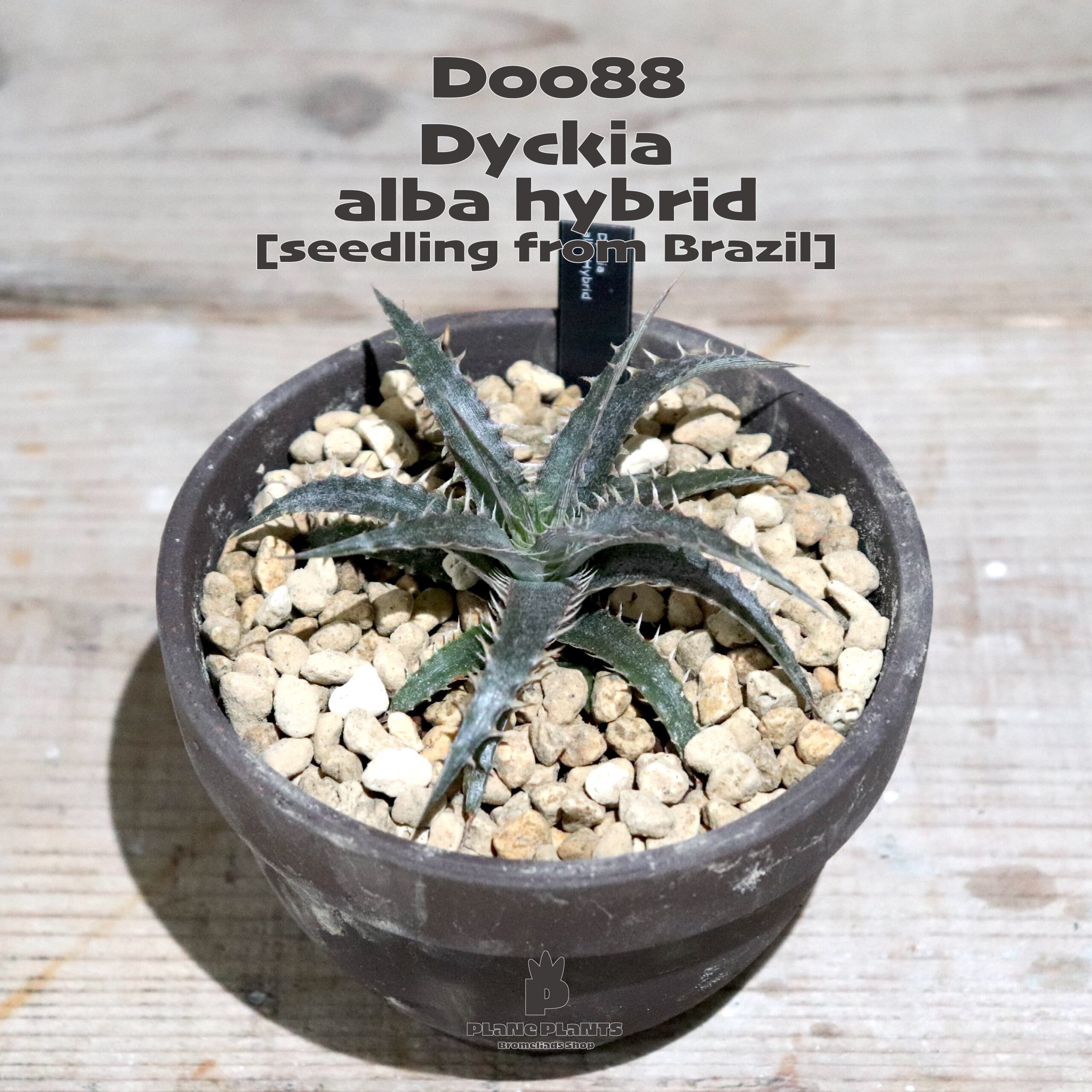 送料無料】alba Hybrid〔ディッキア〕現品発送D0088 | plane plants