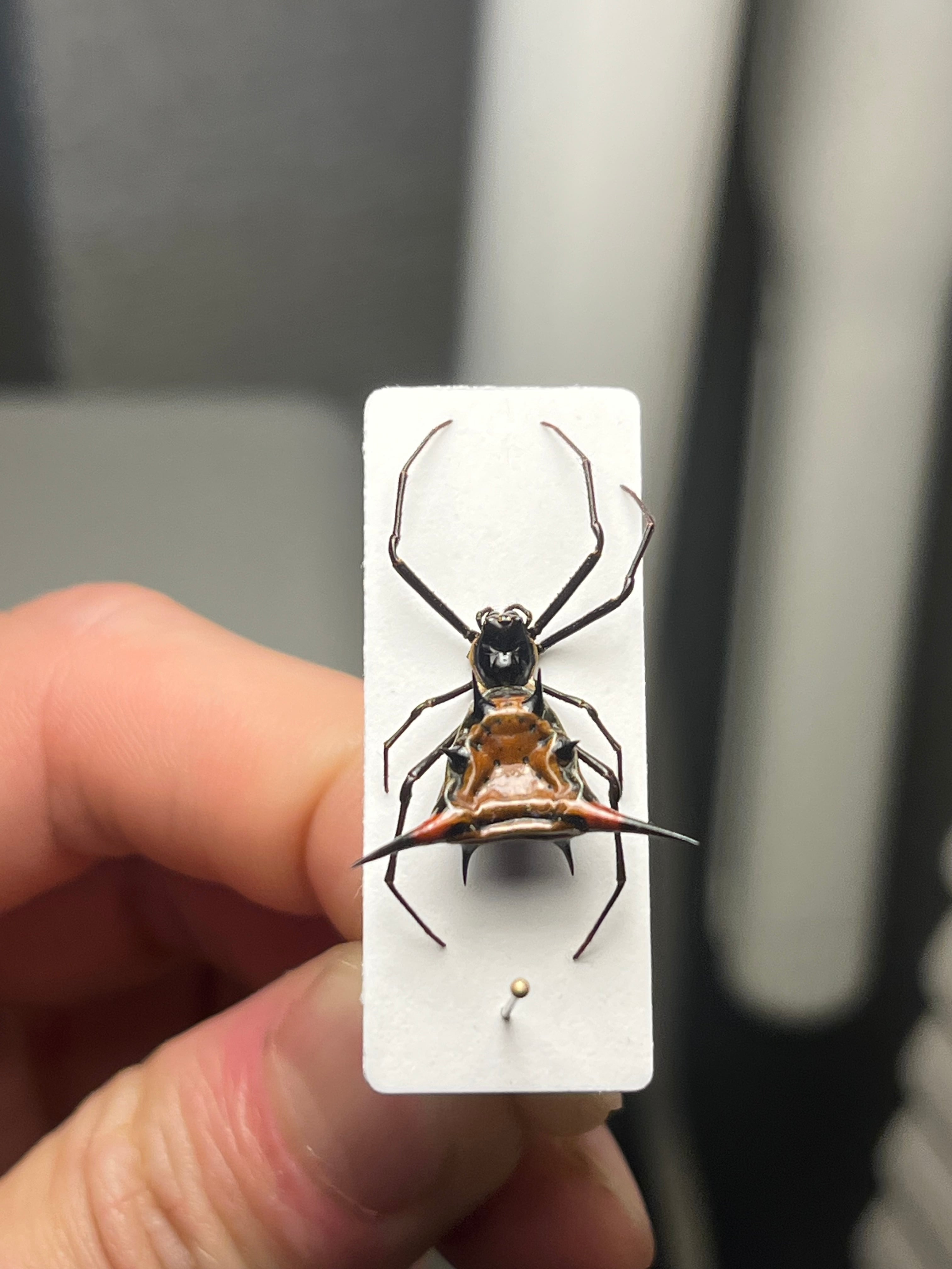 標本】トゲグモ フレンチギアナハンツマン トゥルースパイダーマン