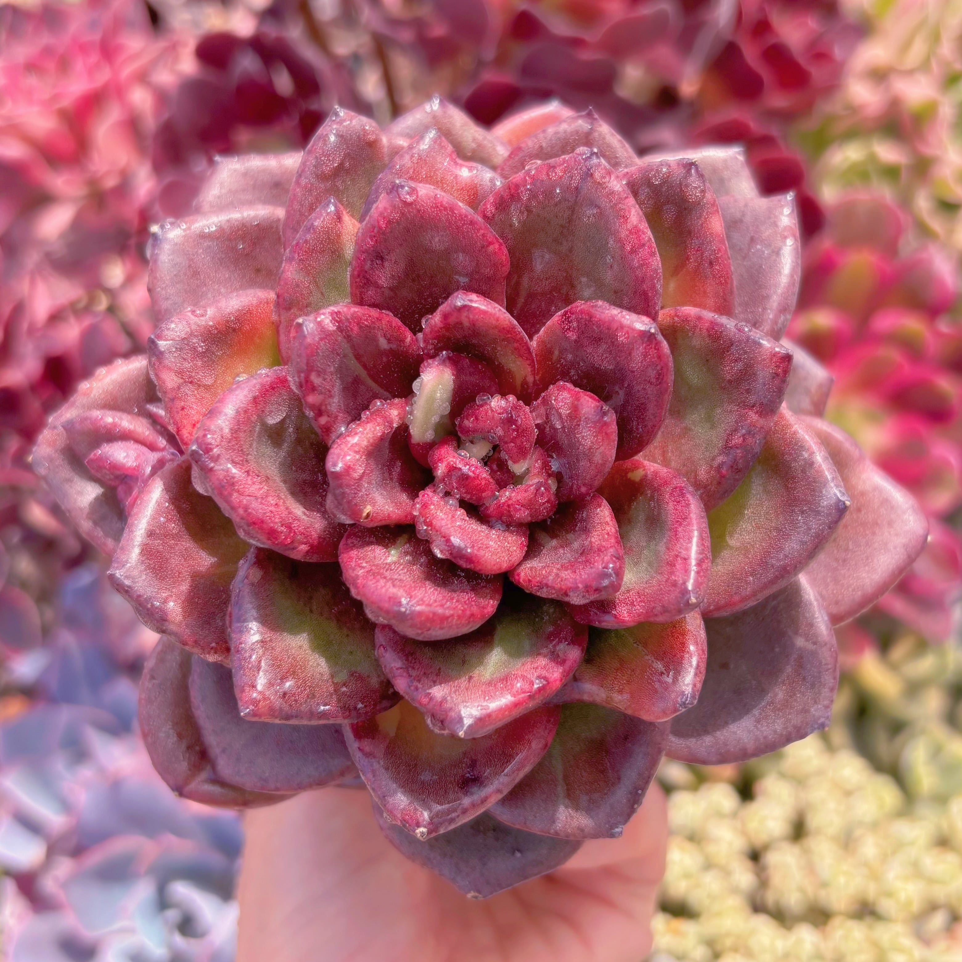 多肉植物　パープルローズ　新入荷　るる農園