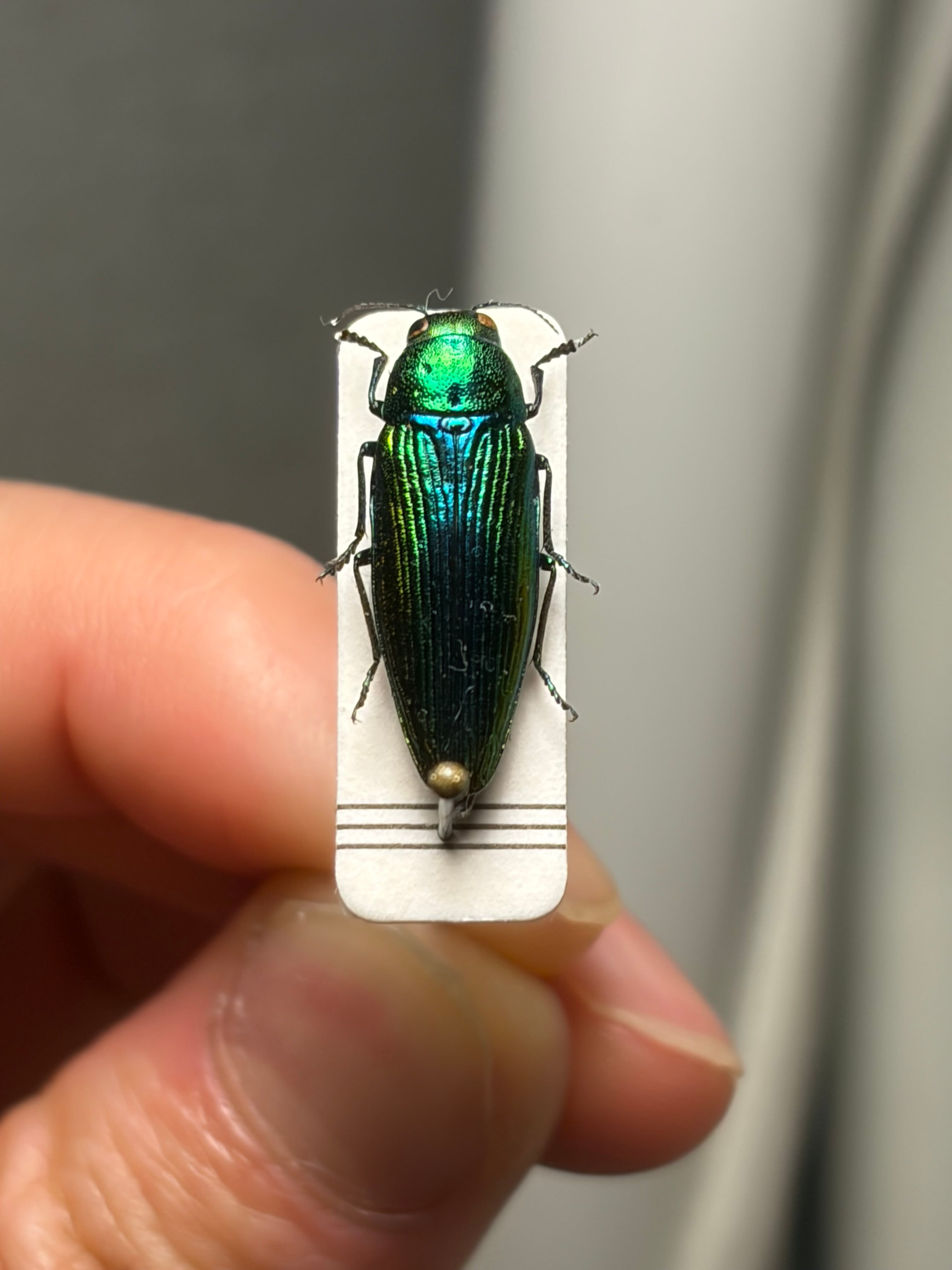 青玉虫最高峰】エゾアオタマムシ 昆虫標本 コブハムシ ハムシ