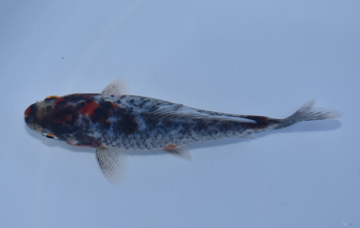 キャリコ鮒尾和金【C】 | 〈金魚専門店〉fishfarmjp1