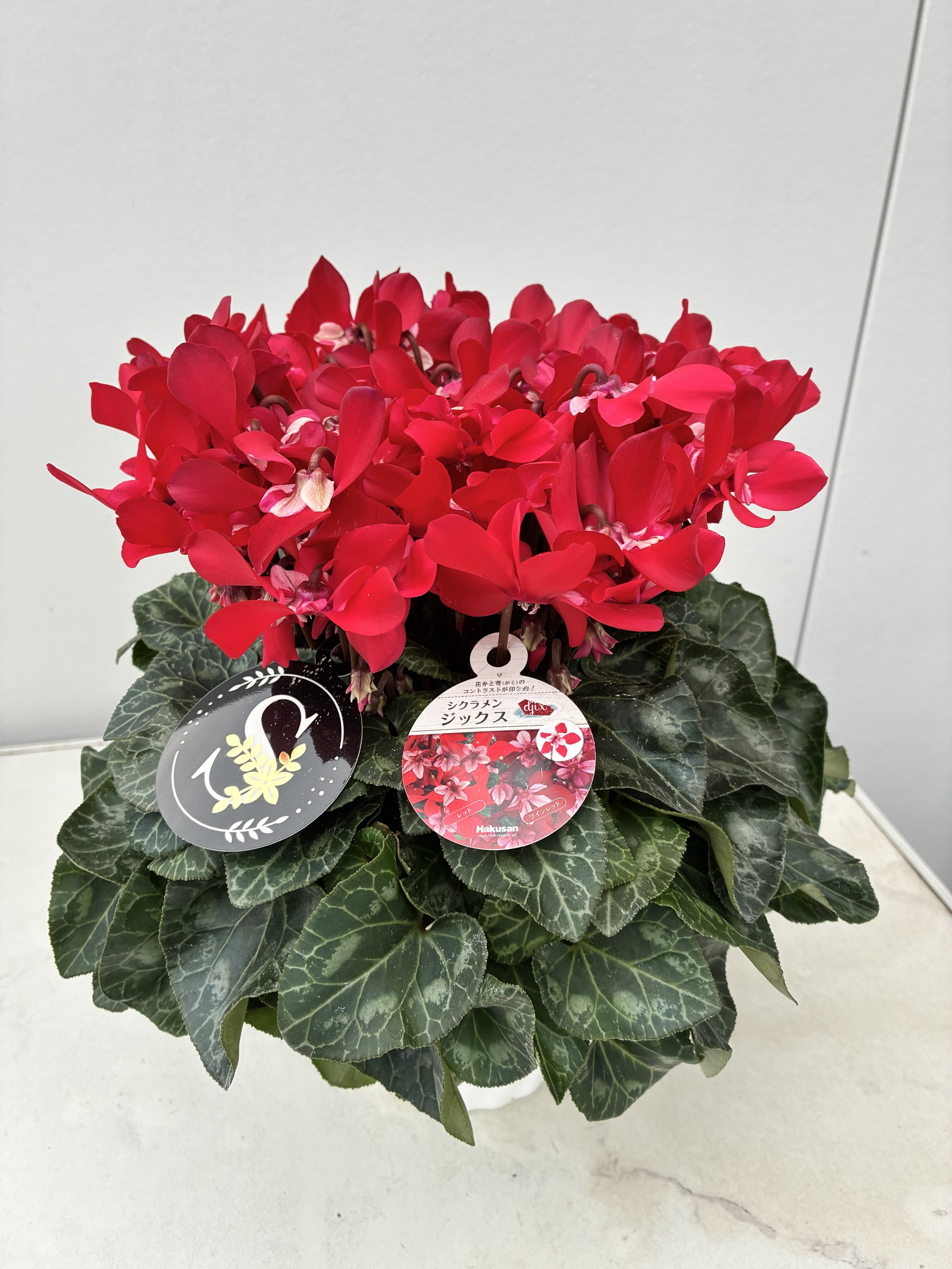 花ページ シクラメン（白赤系）の寄せ植え ラメ仕様｜祝い花と供花の販売 ネット