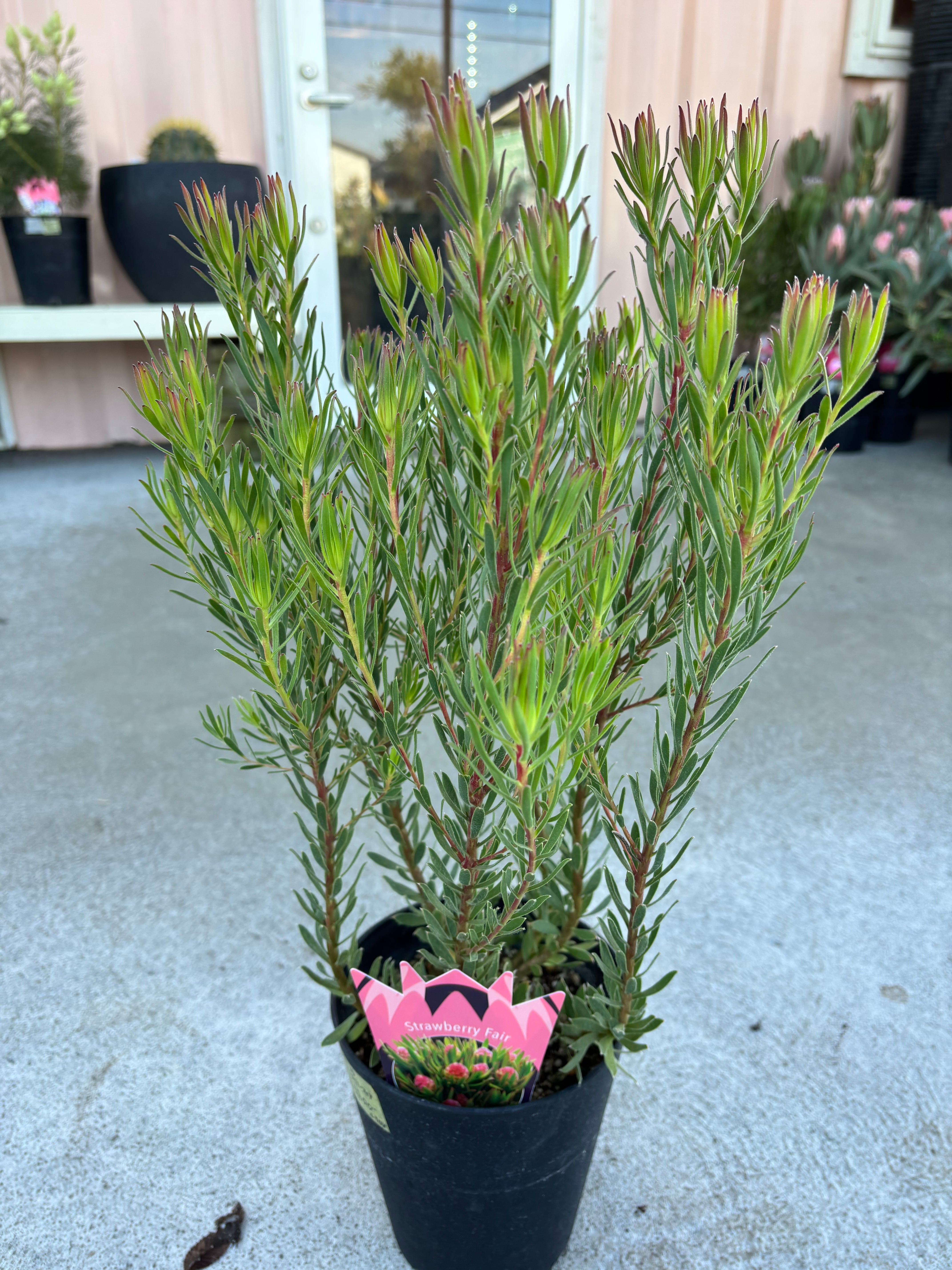 バンクシア・レペンス① | MELLOW Plants & Coffee